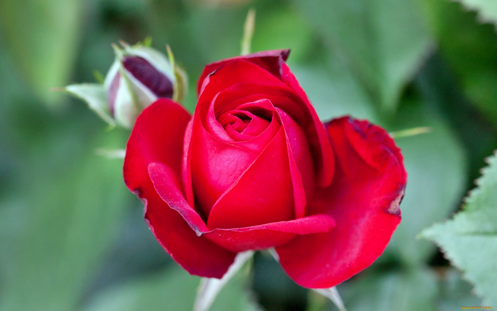 цветы, розы, лепестки, роза, бутон