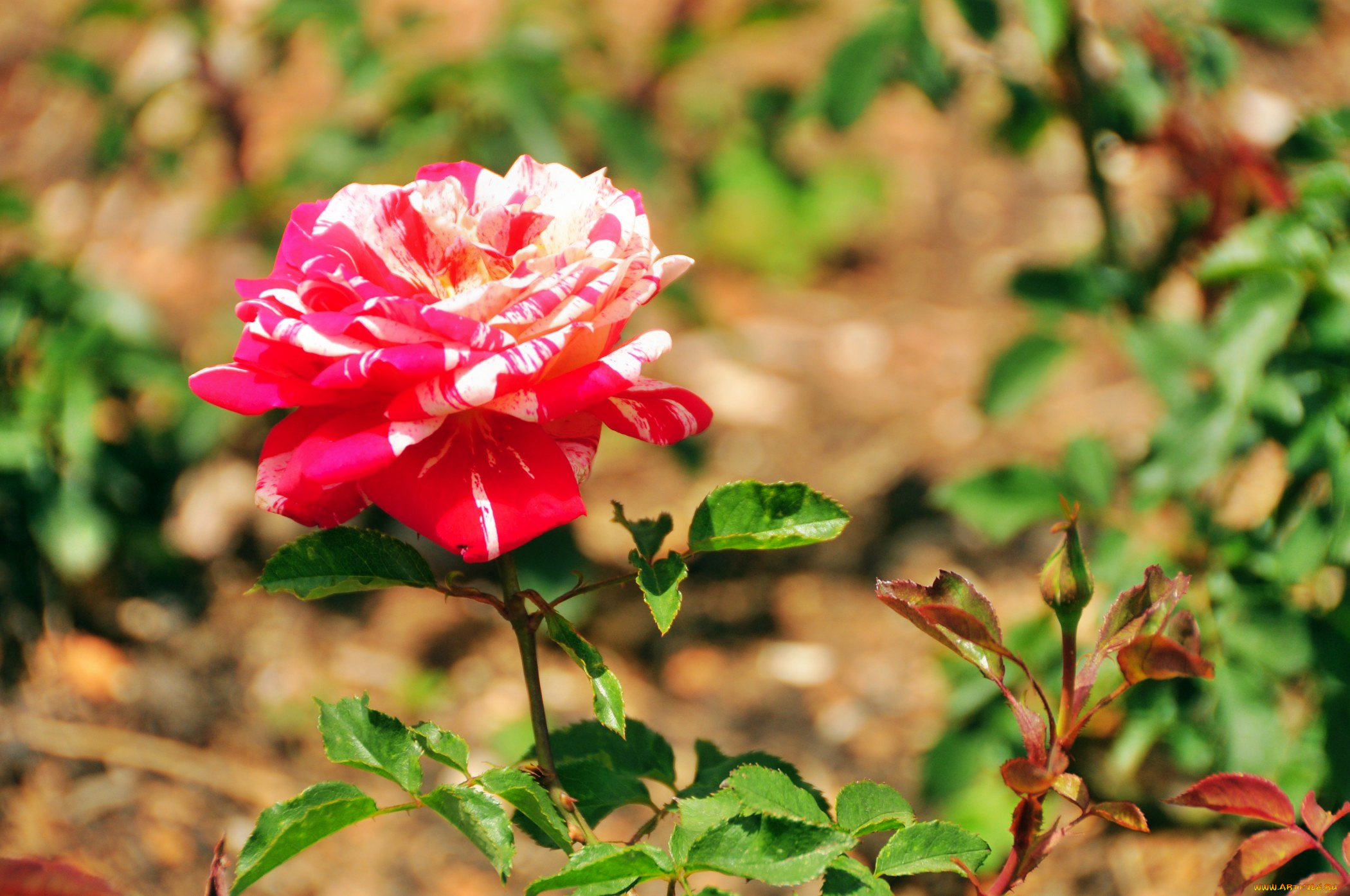 цветы, розы, бутон, роза, лепестки