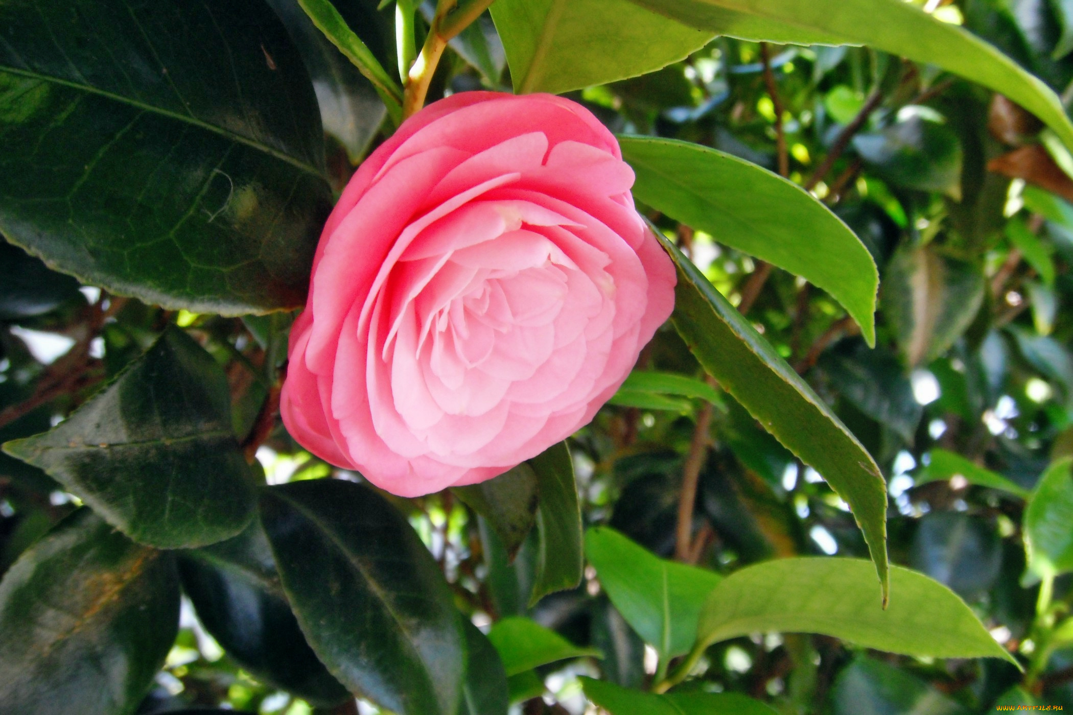 цветы, камелии, лепестки, роза, бутон