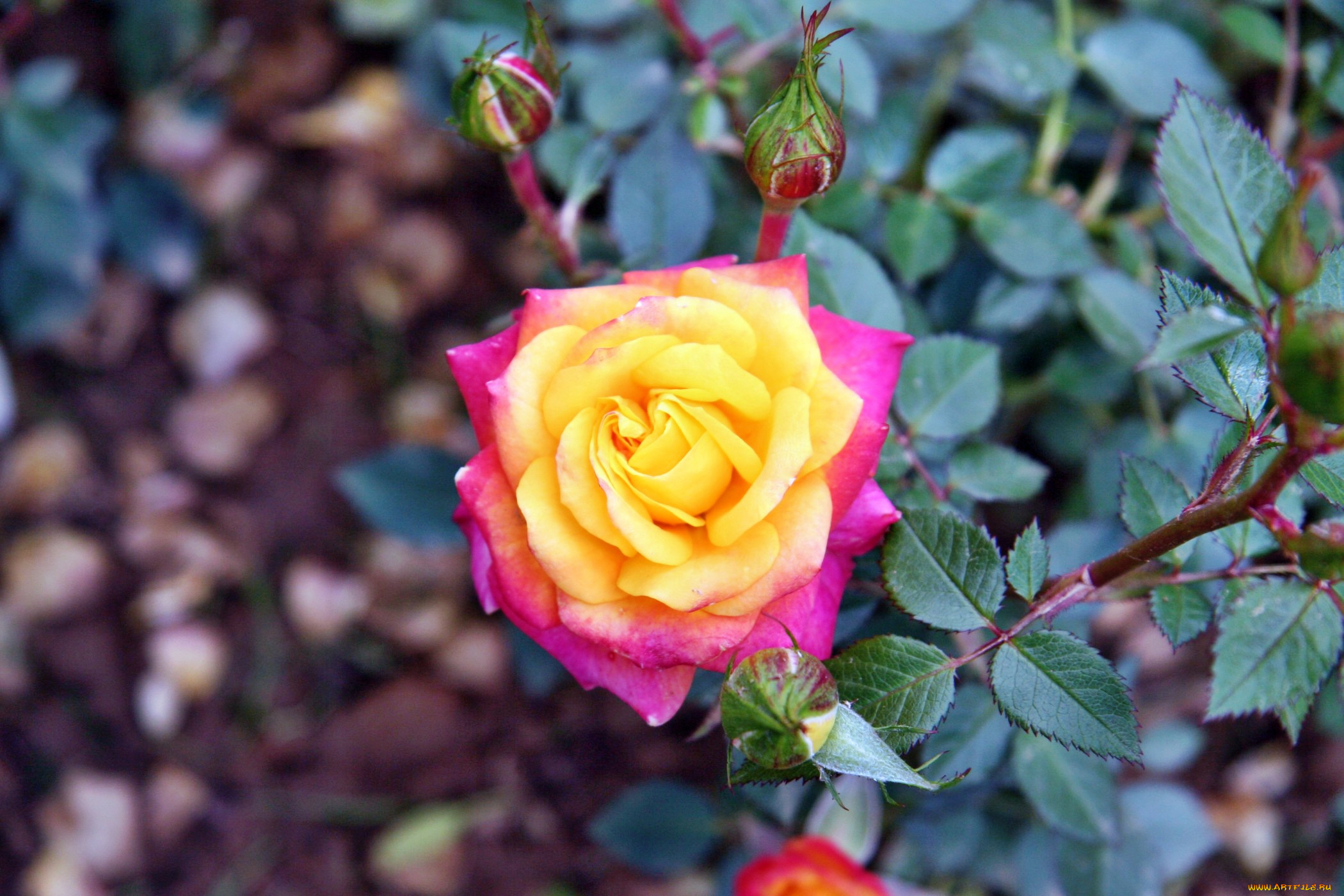 цветы, розы, бутон, лепестки, роза