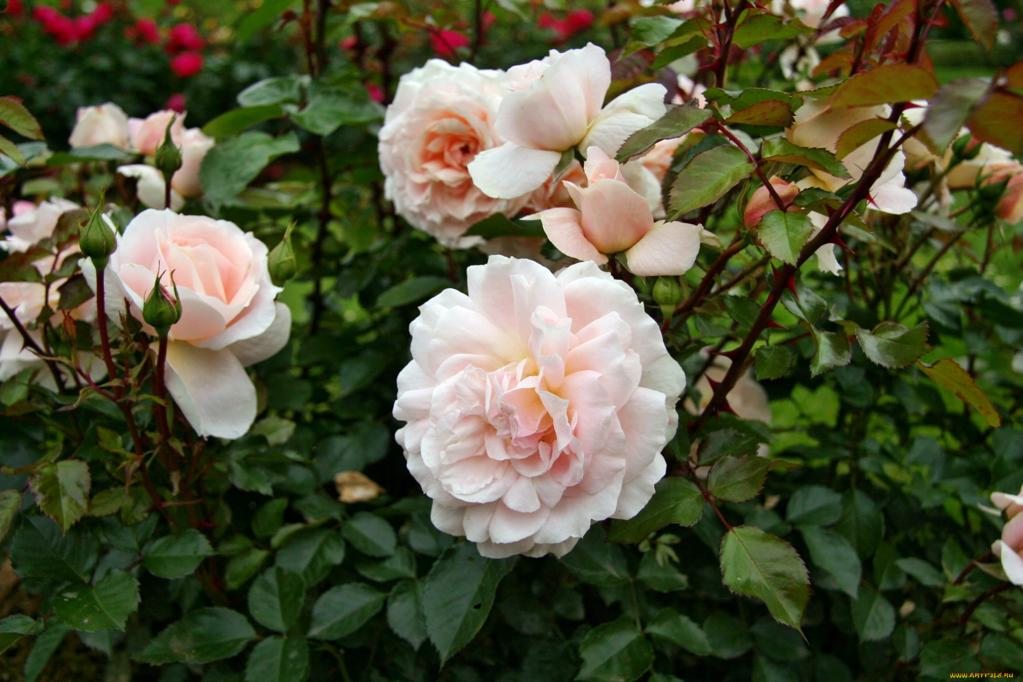 цветы, розы, лепестки, бутон, роза