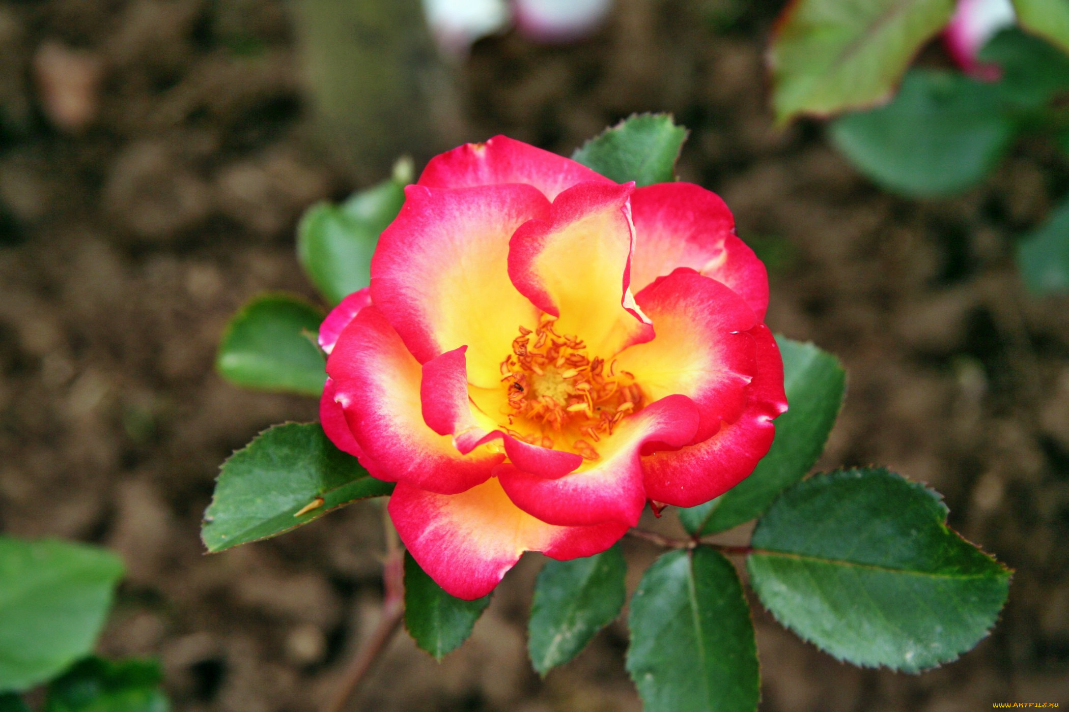 цветы, розы, лепестки, бутон, роза