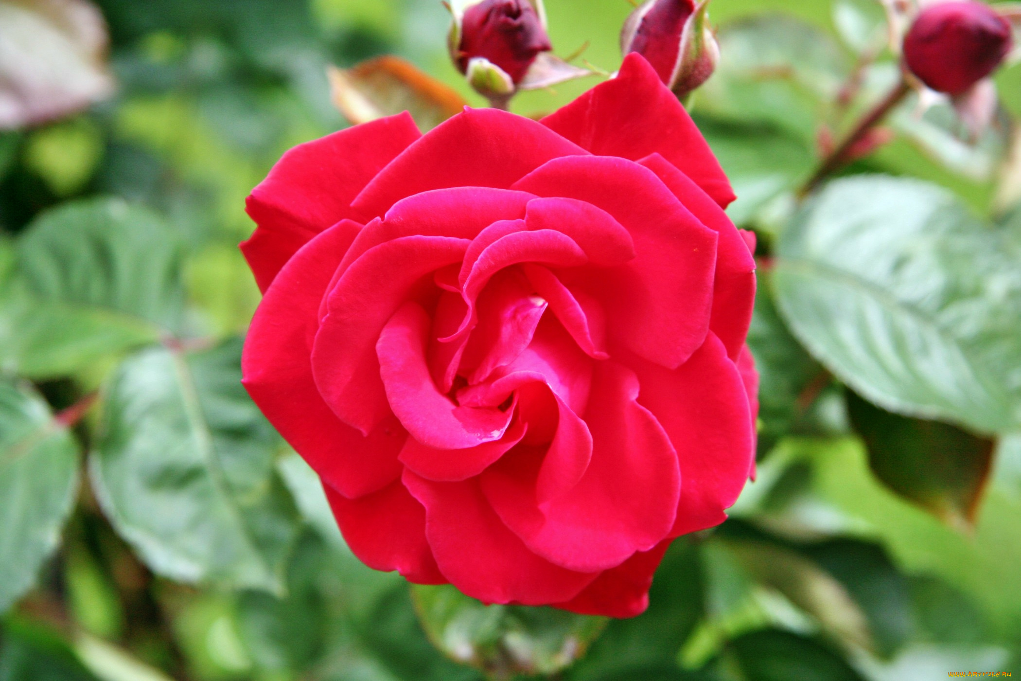 цветы, розы, роза, бутон, лепестки