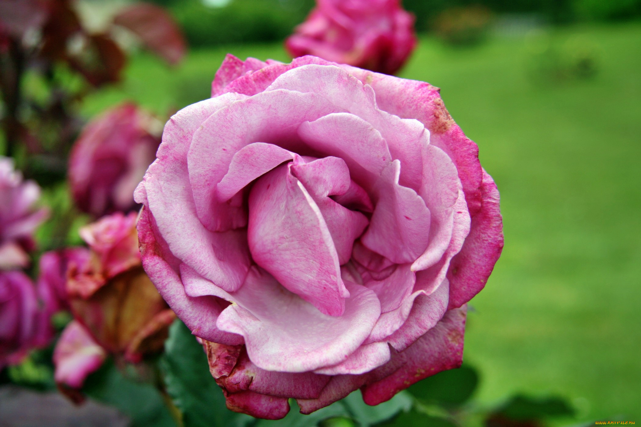 цветы, розы, роза, бутон, лепестки