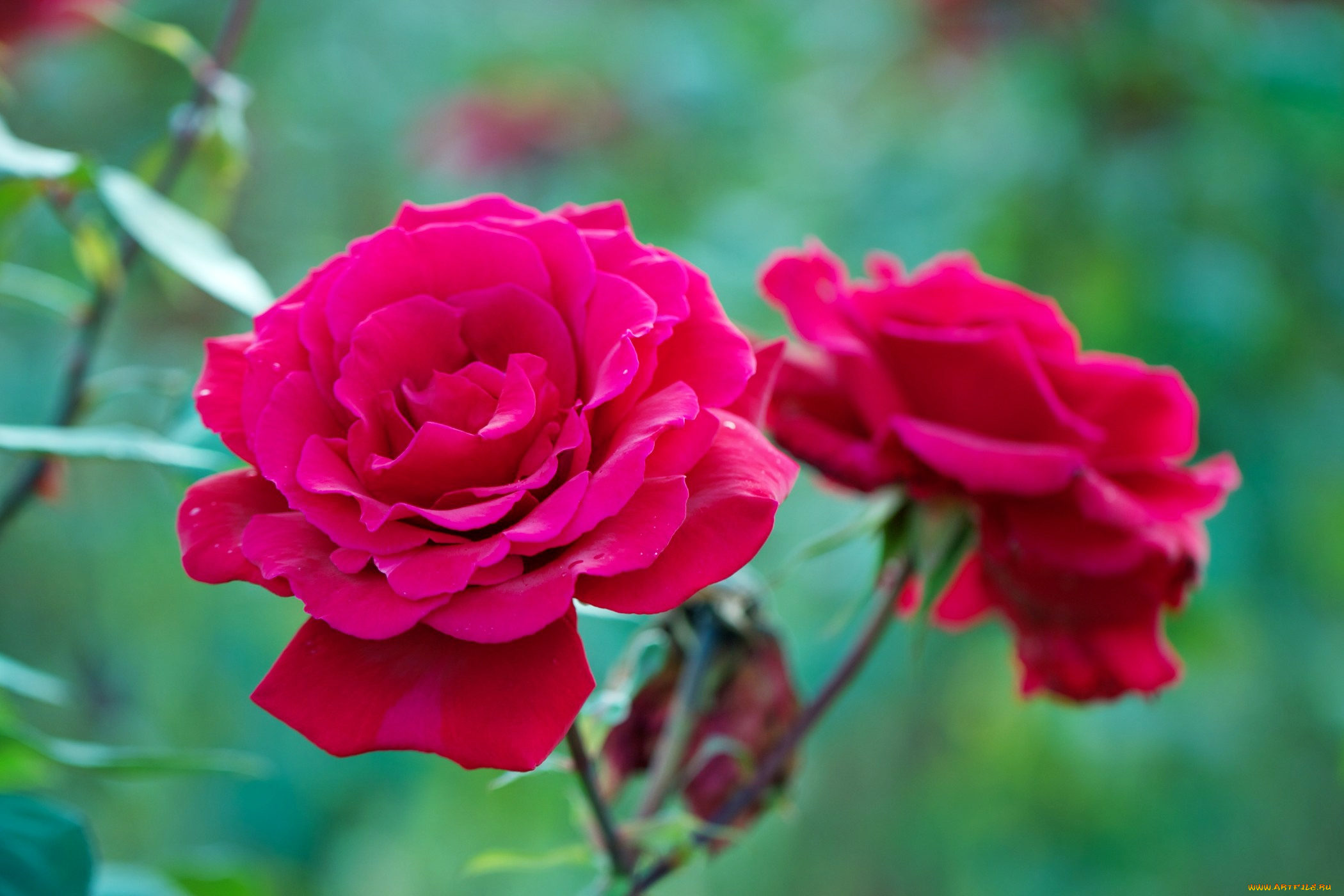 цветы, розы, роза, бутон, лепестки