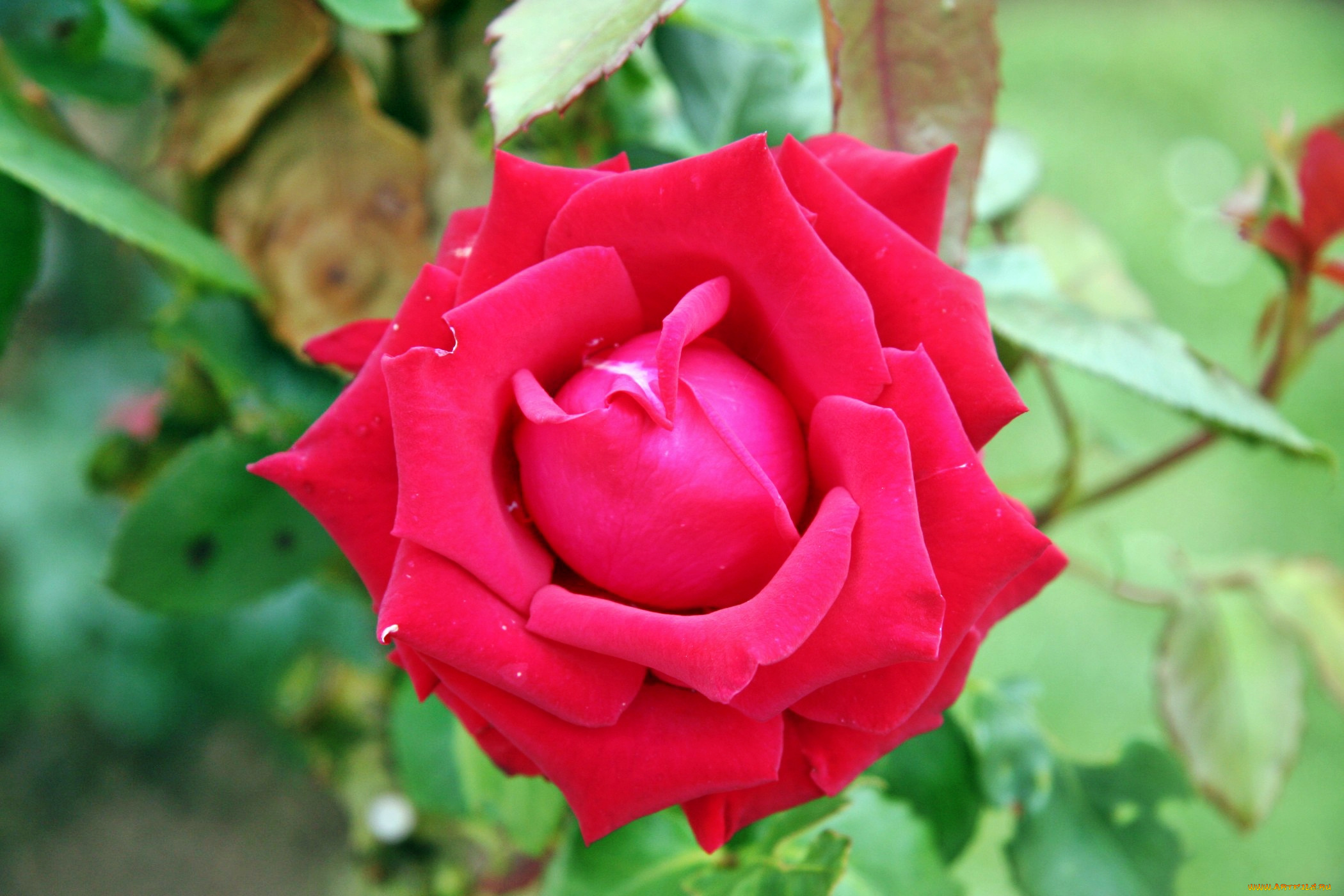 цветы, розы, роза, бутон, лепестки