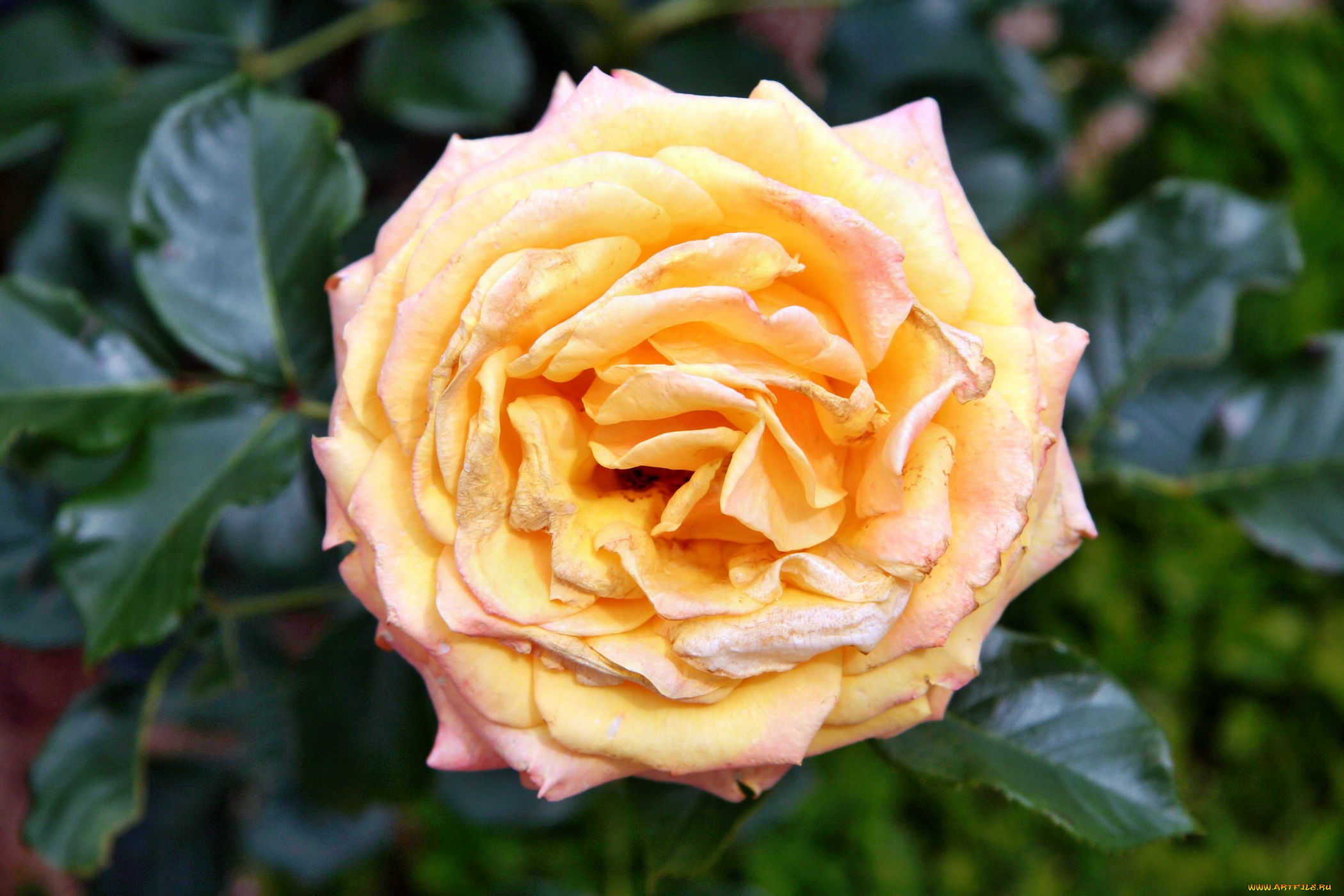 цветы, розы, роза, лепестки, бутон