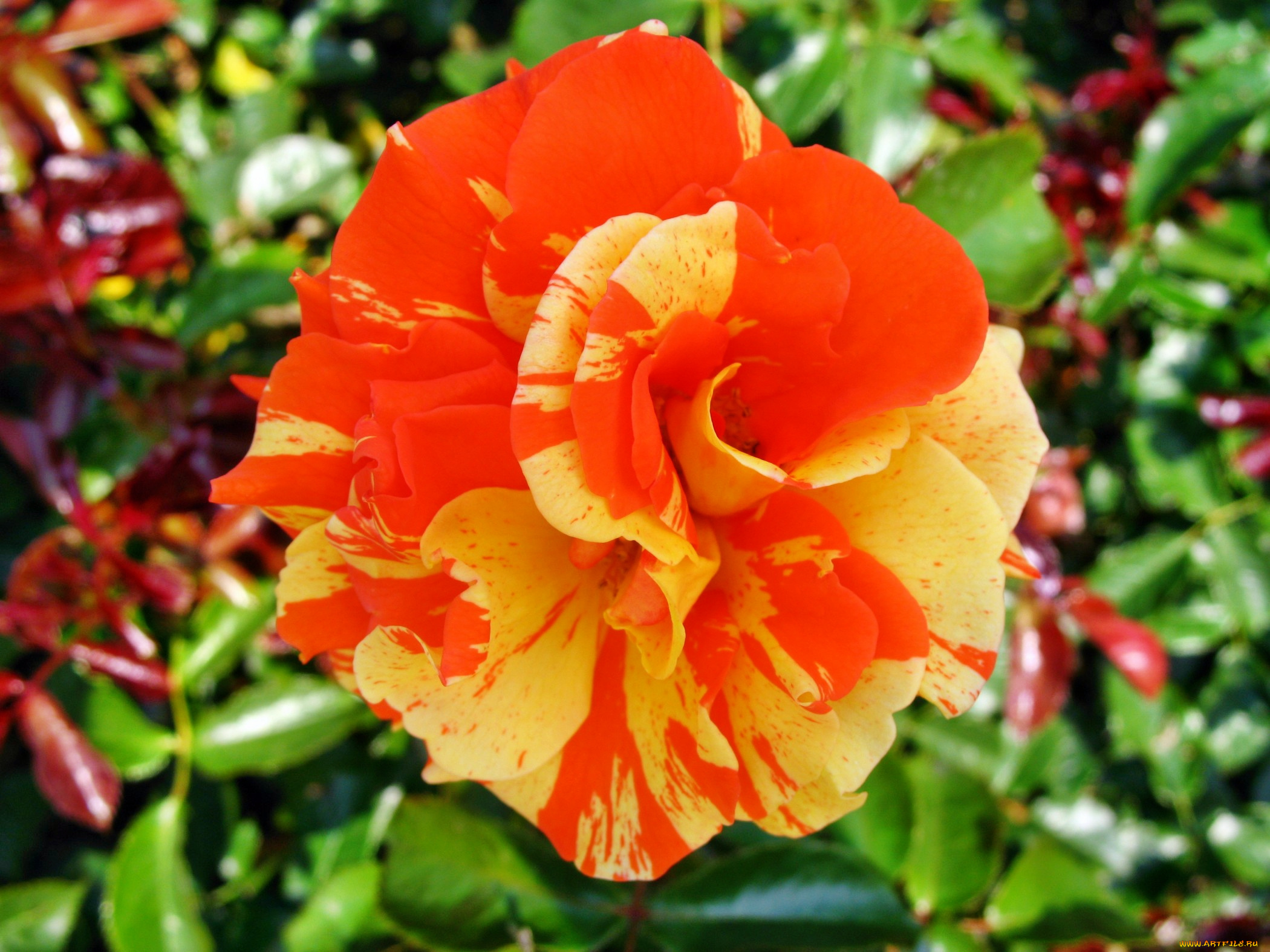 цветы, розы, бутон, роза, лепестки