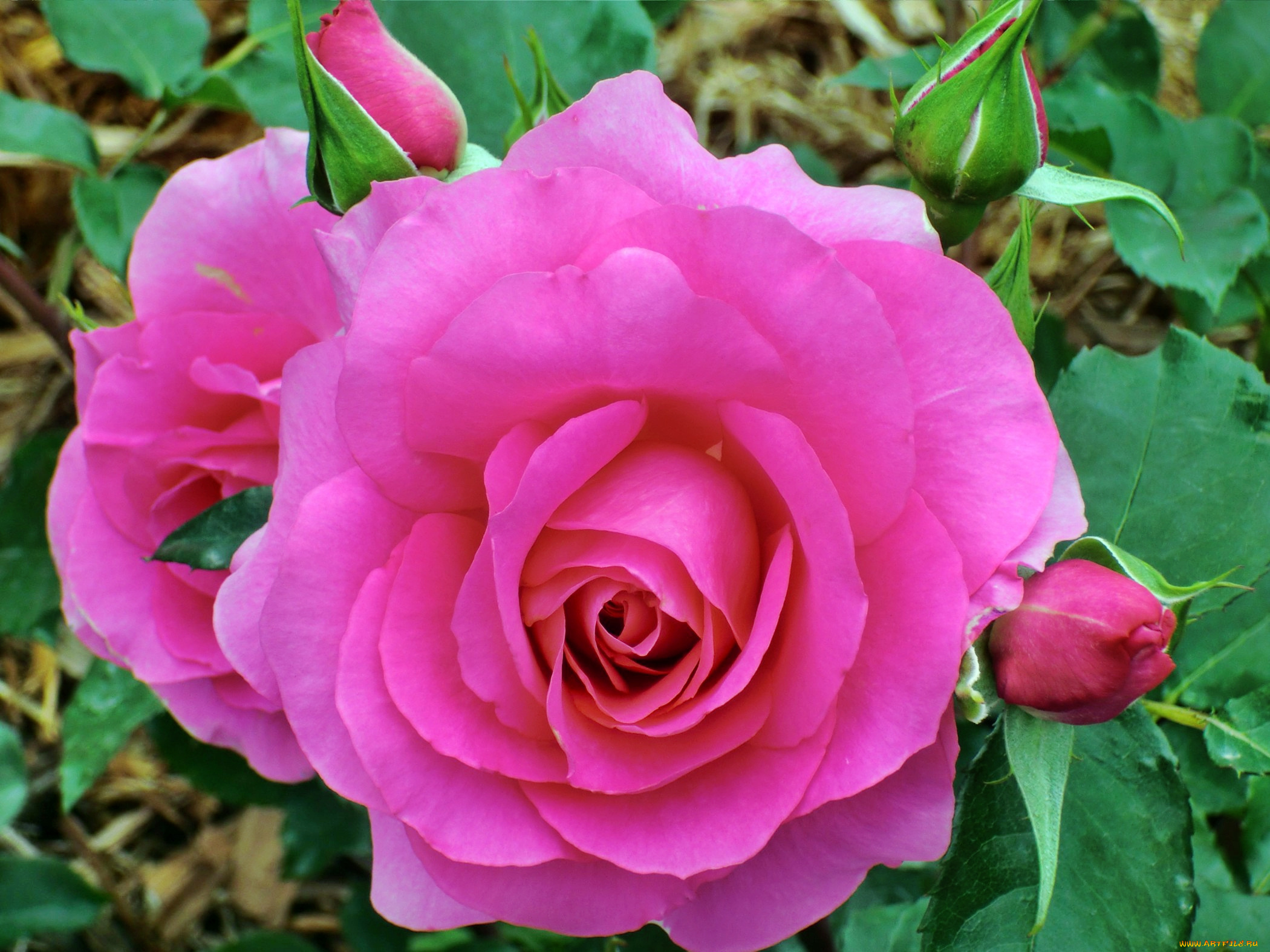 цветы, розы, бутон, роза, лепестки