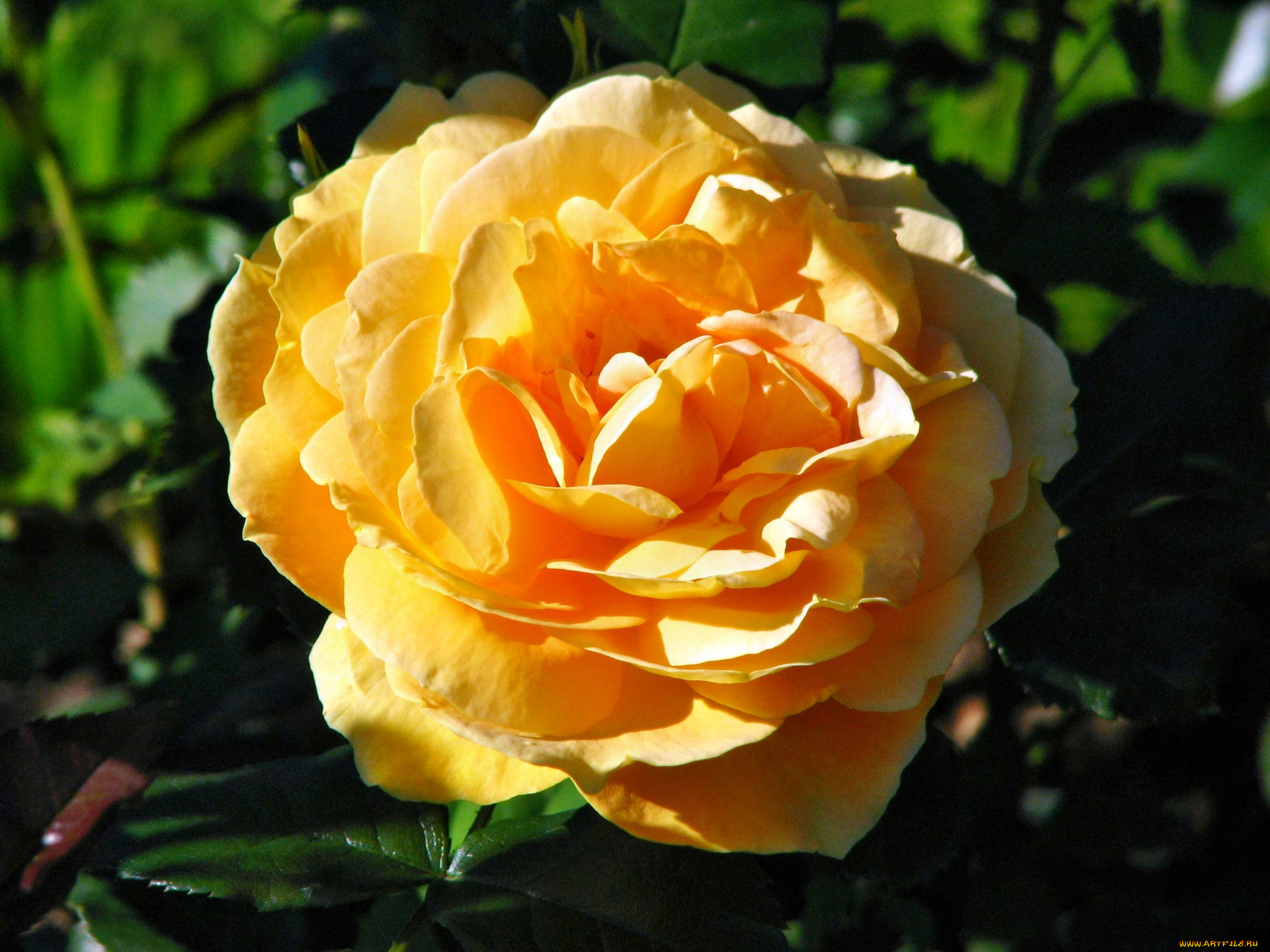 цветы, розы, лепестки, бутон, роза