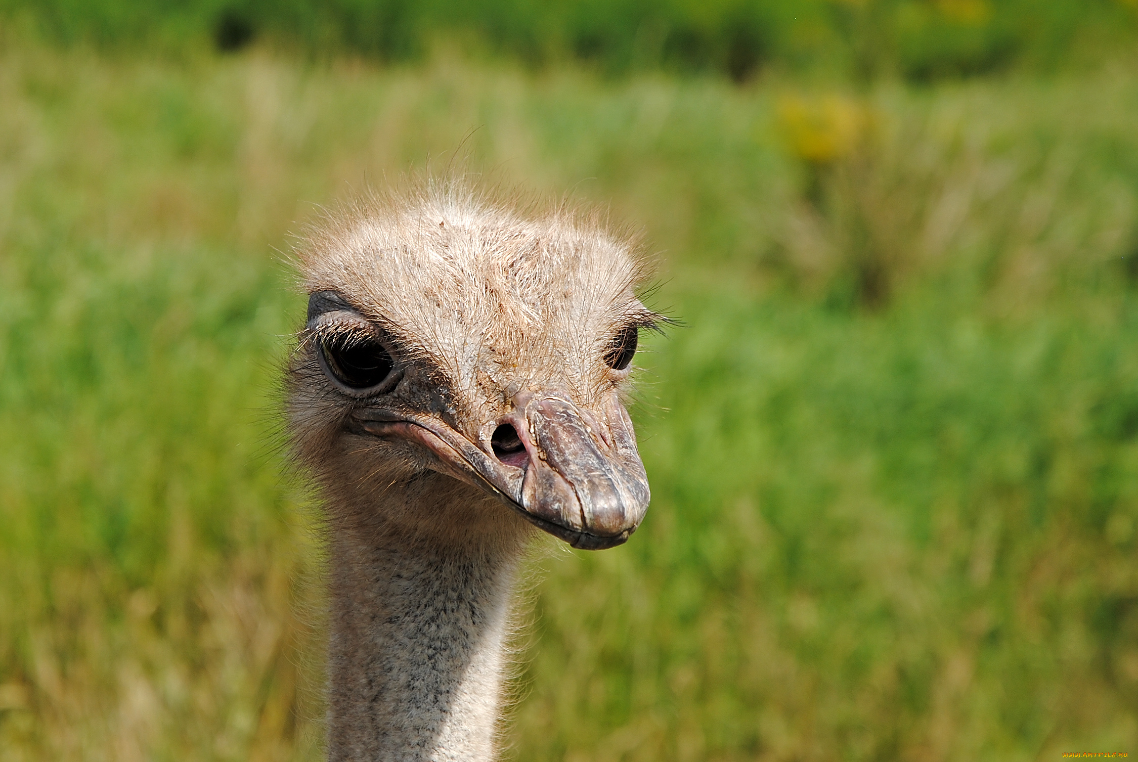 животные, страусы, страус