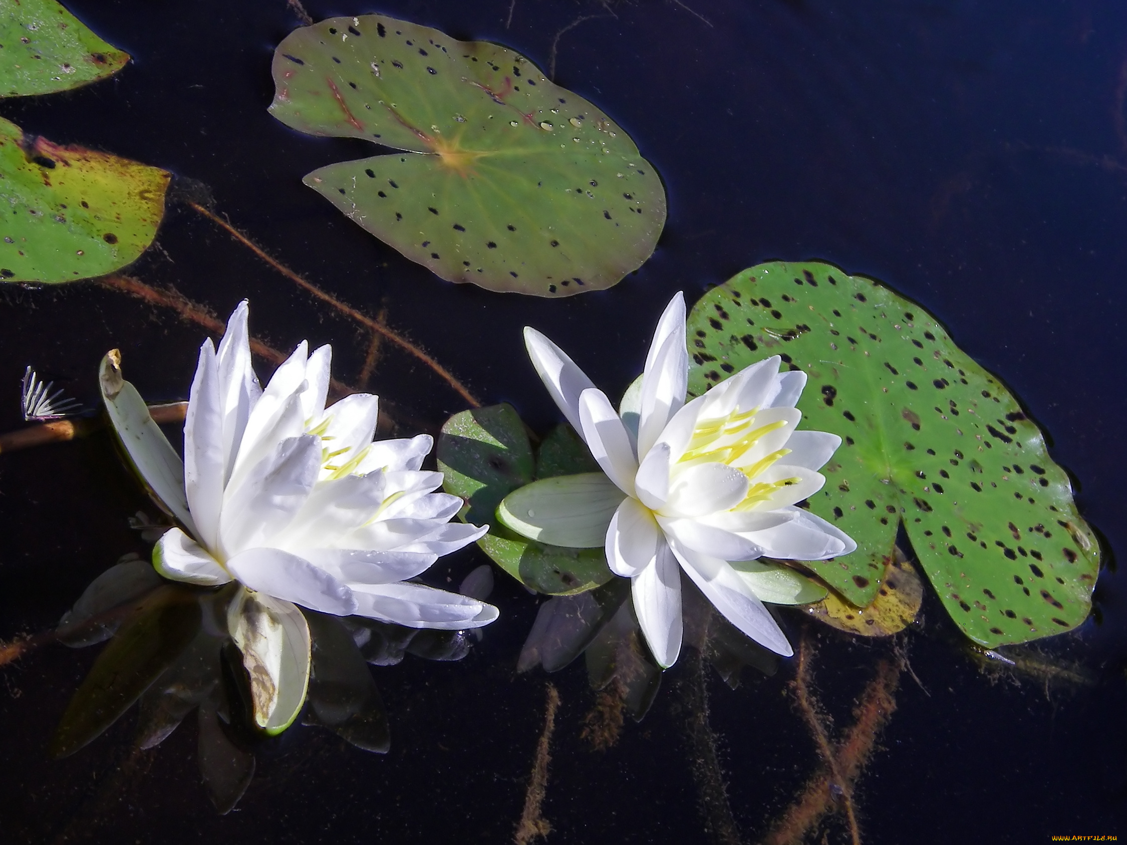 цветы, лилии, водяные, нимфеи, кувшинки, лотос
