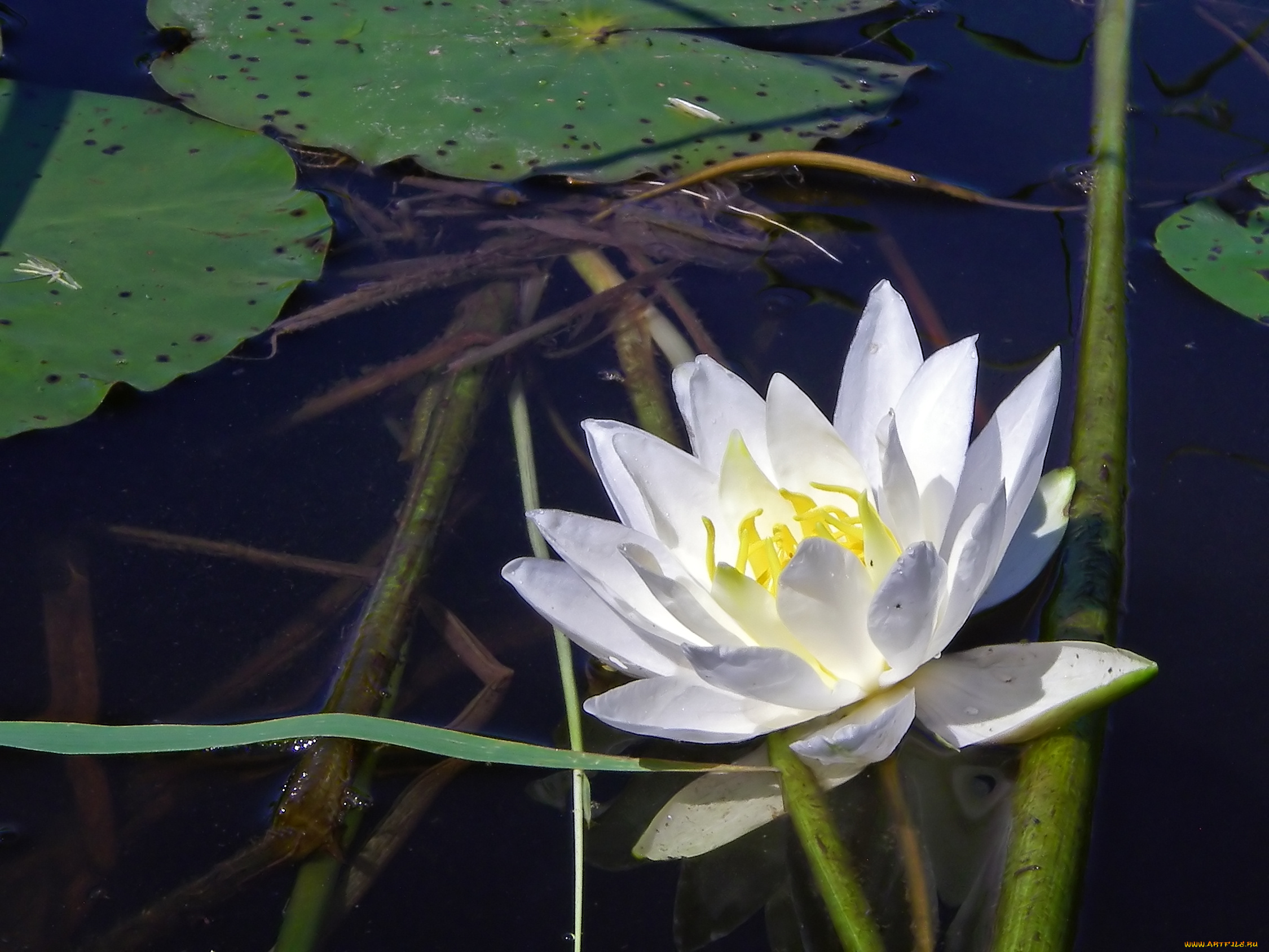 цветы, лилии, водяные, нимфеи, кувшинки, лотос