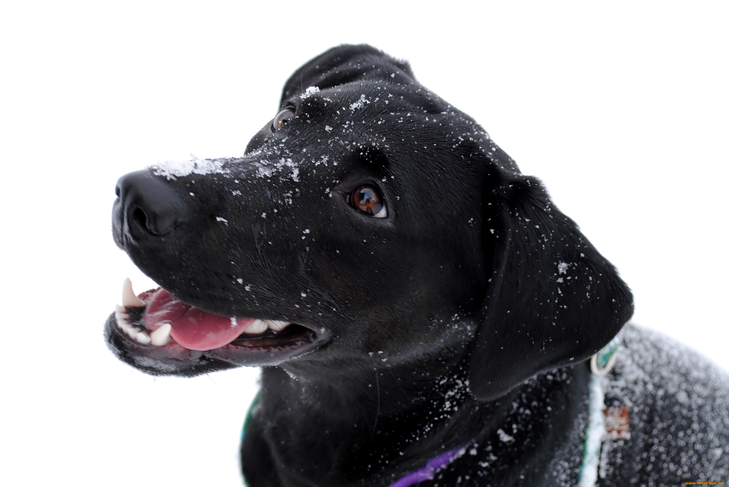 животные, собаки, собака