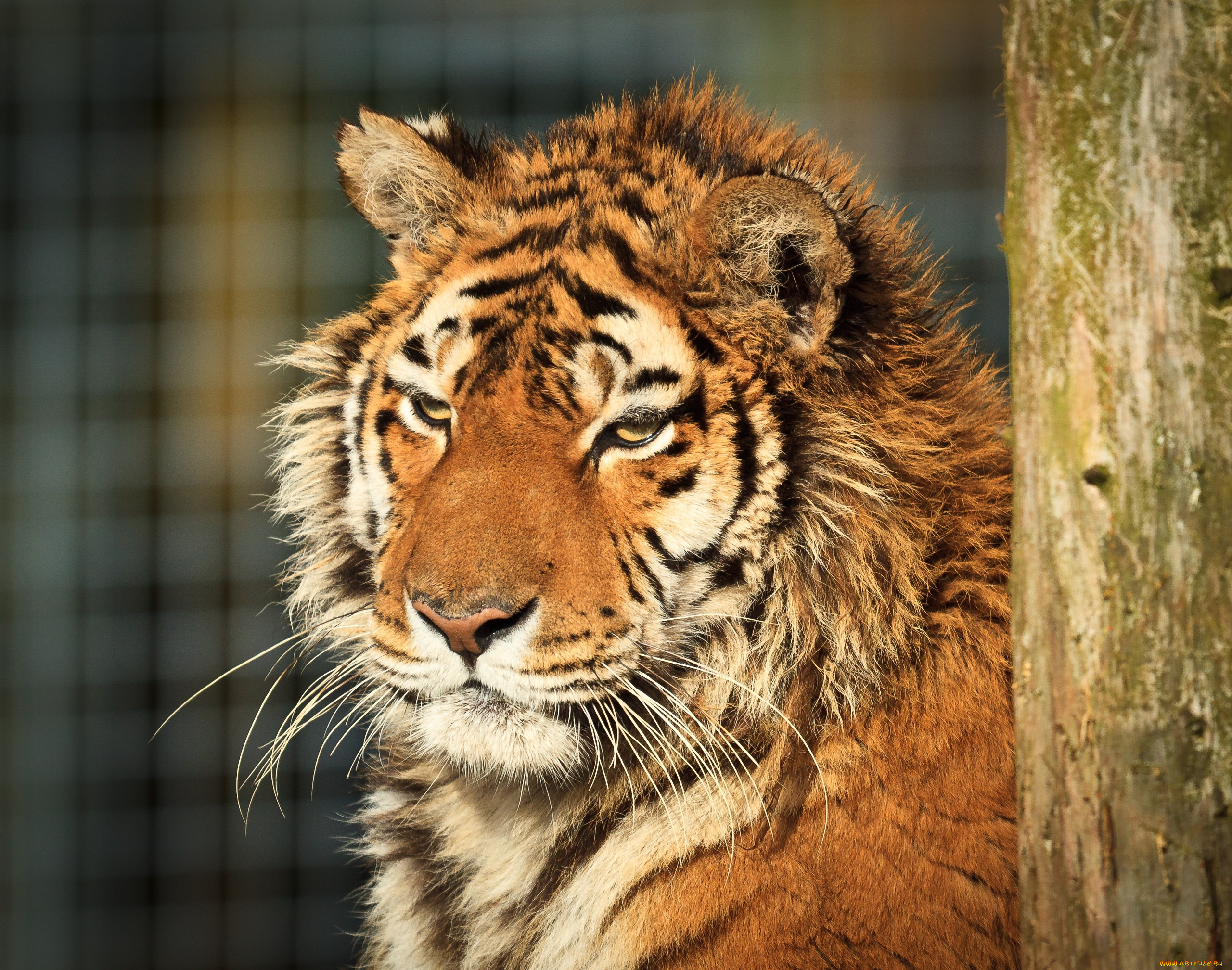 животные, тигры, морда, тигр