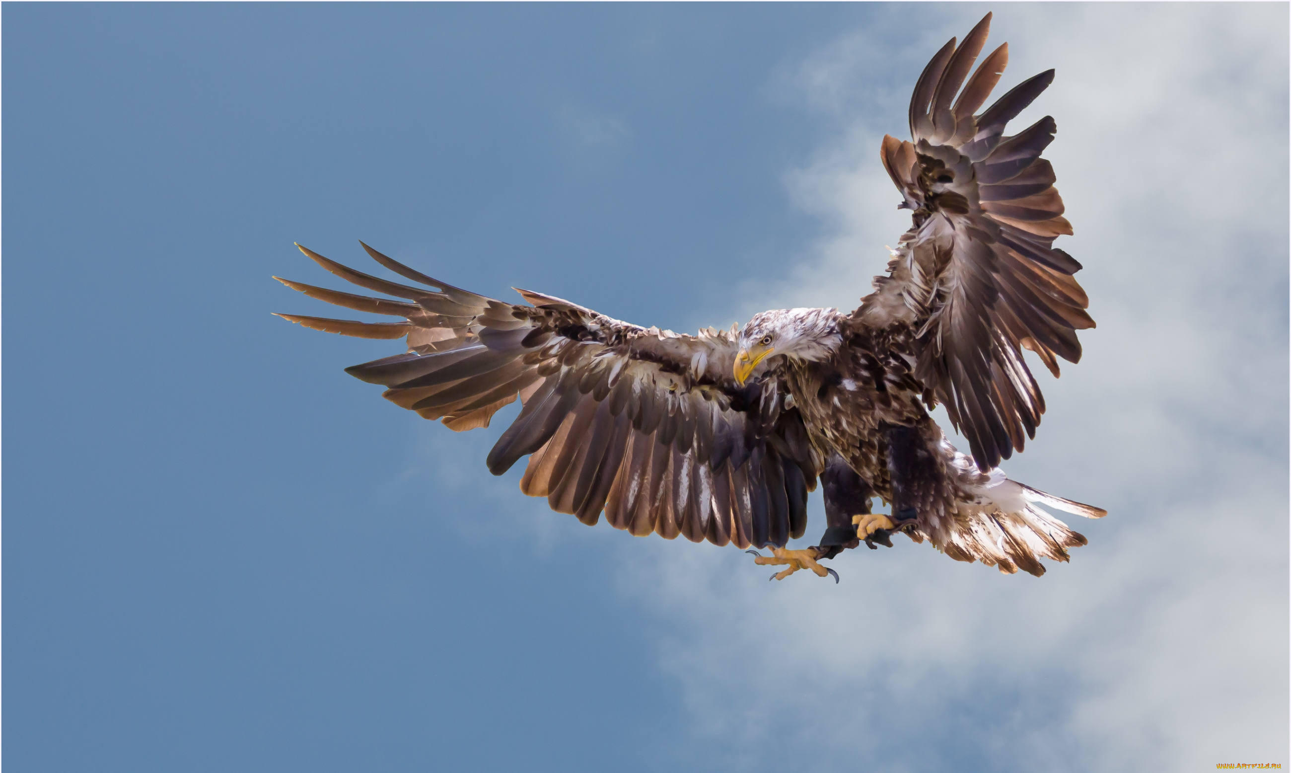 животные, птицы, хищники, крылья, полет