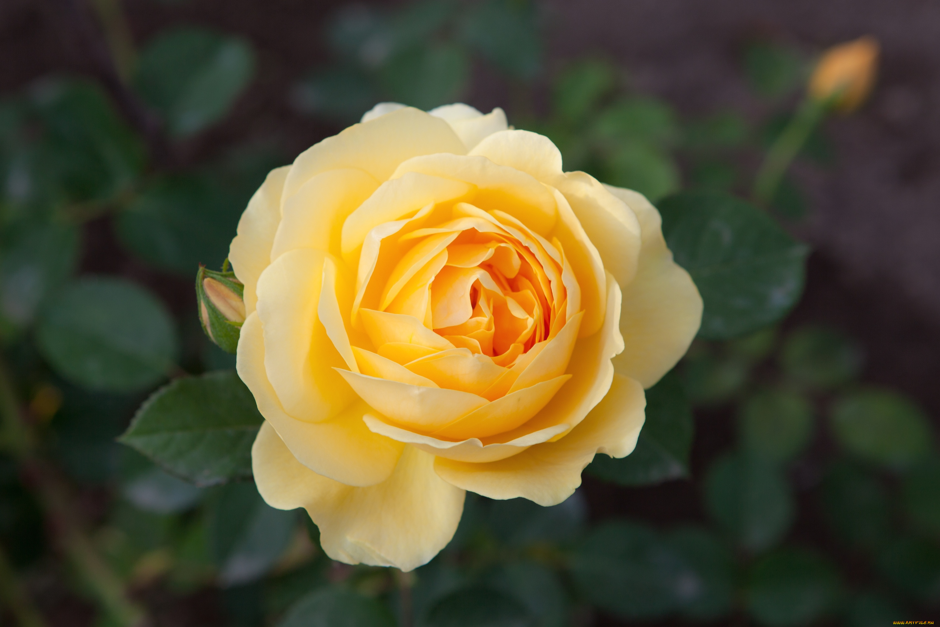 цветы, розы, желтый