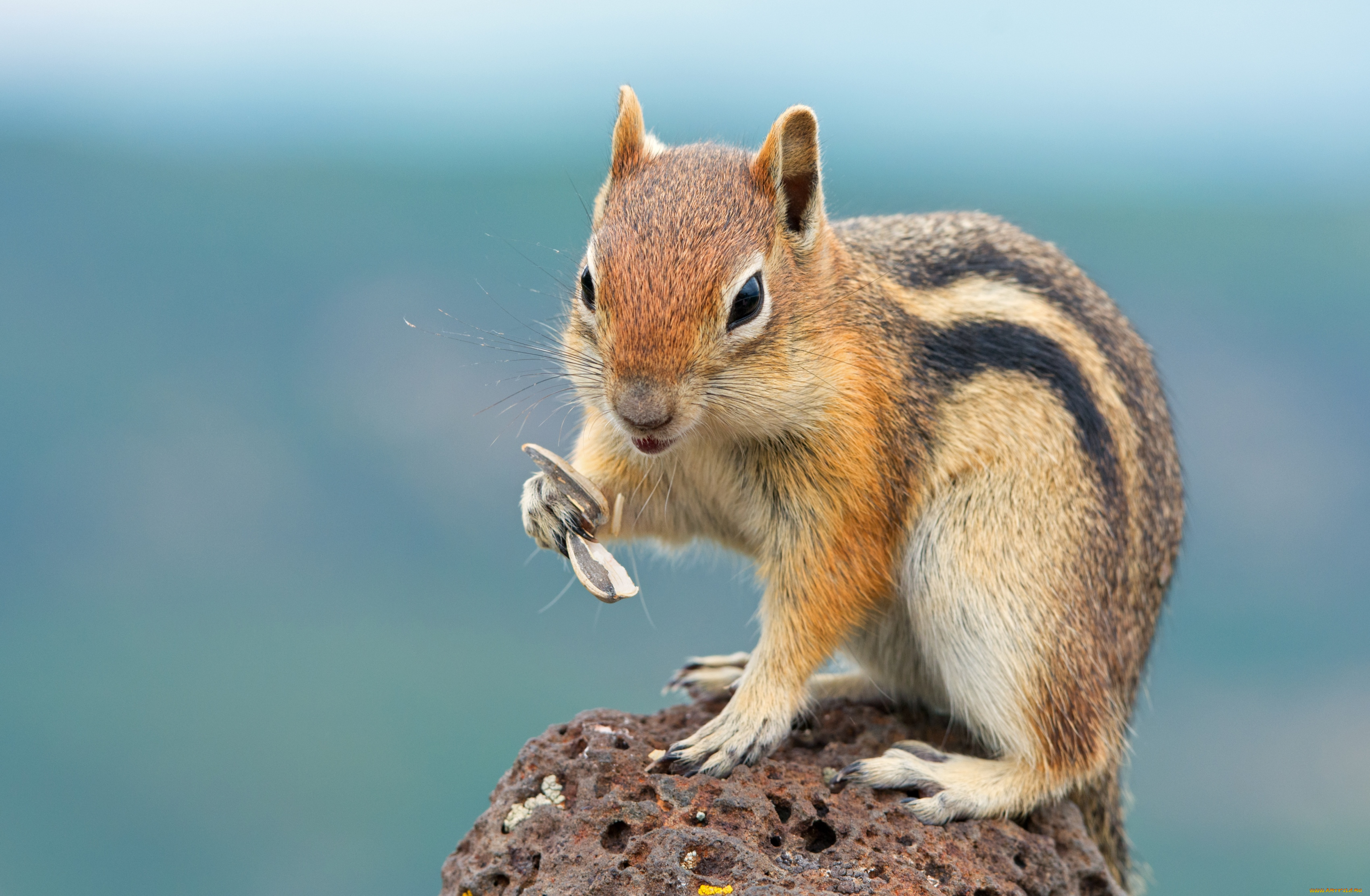 животные, бурундуки, зверек