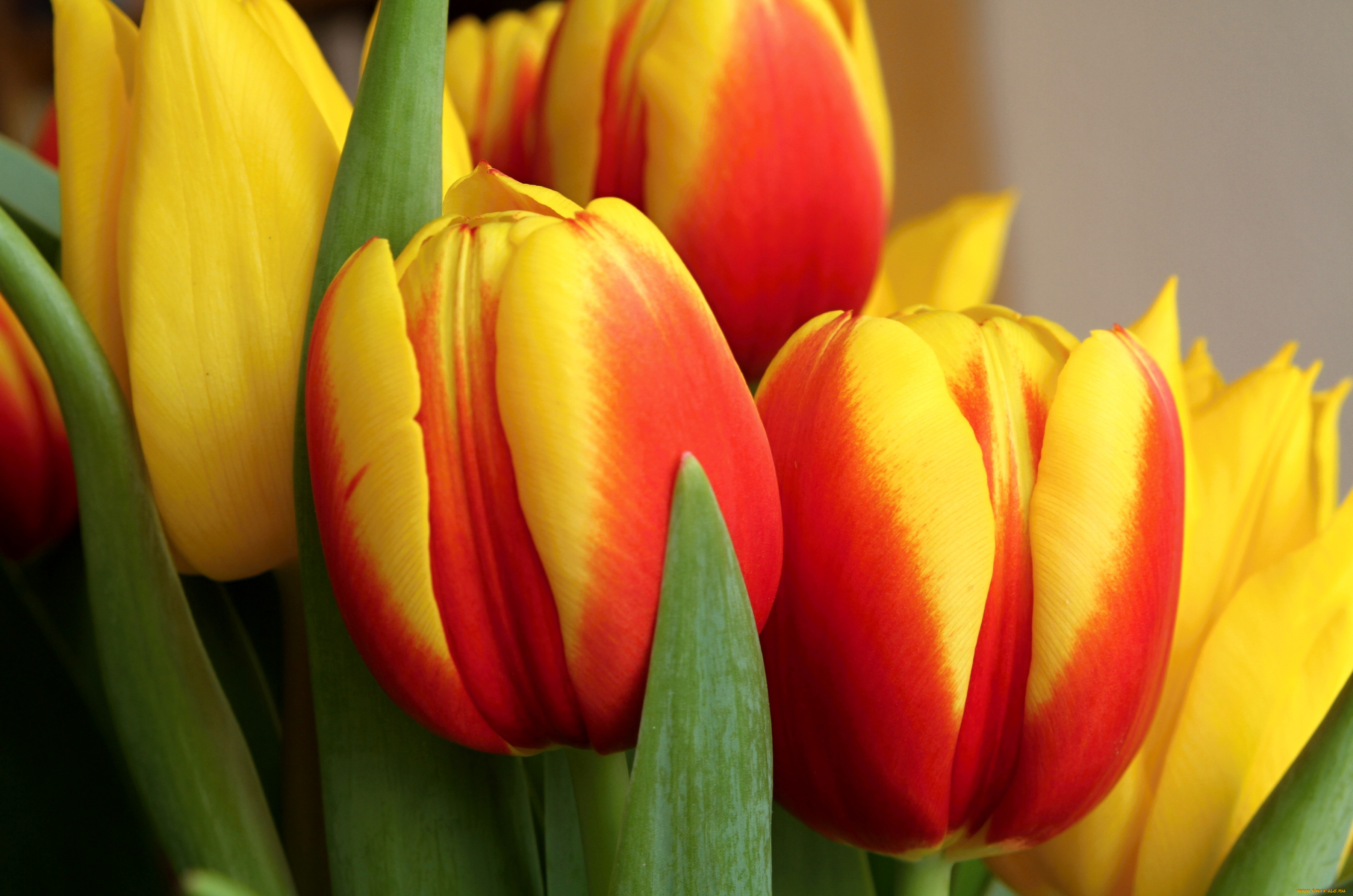 цветы, тюльпаны, пестрый
