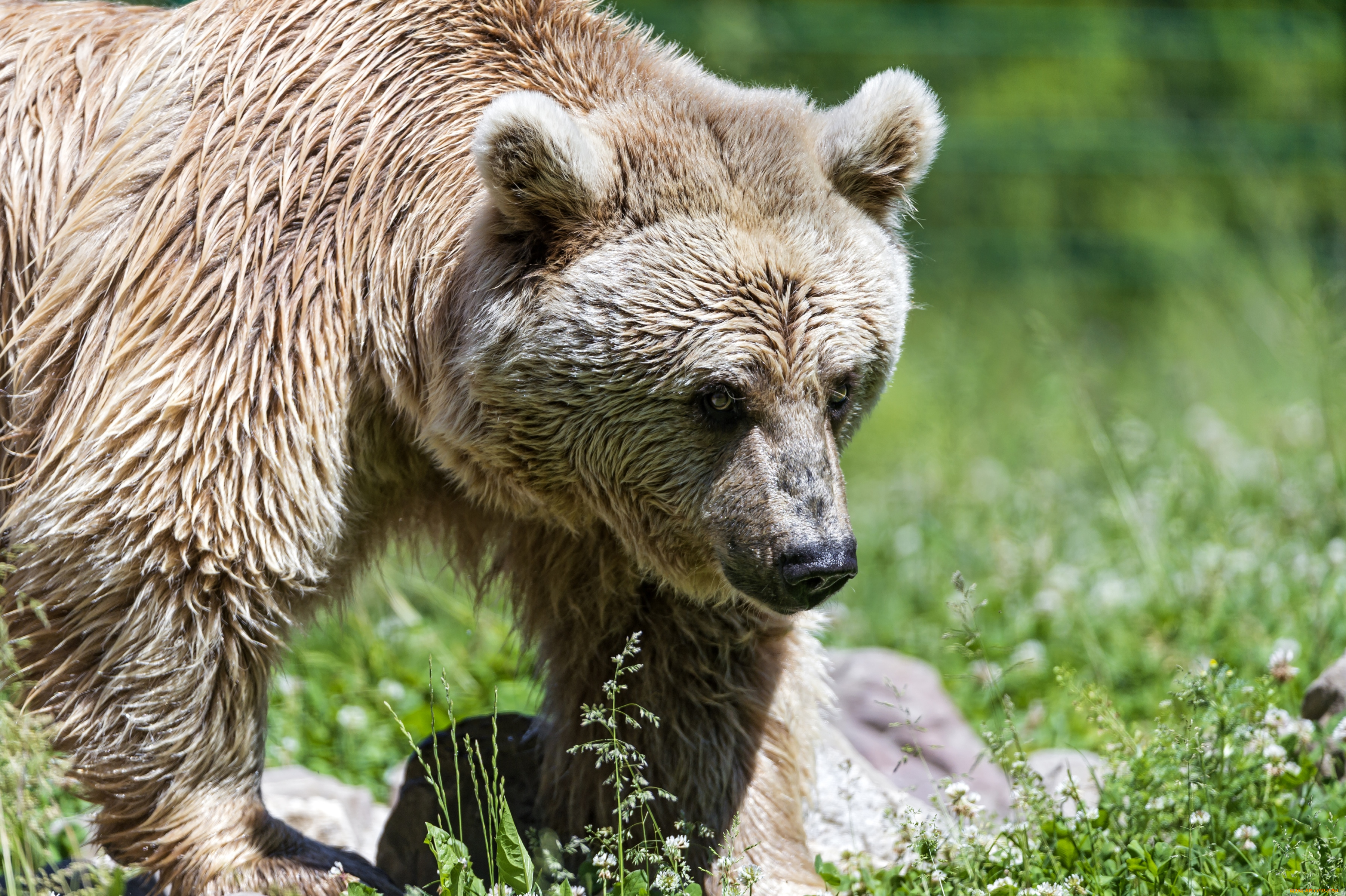 животные, медведи, мишка