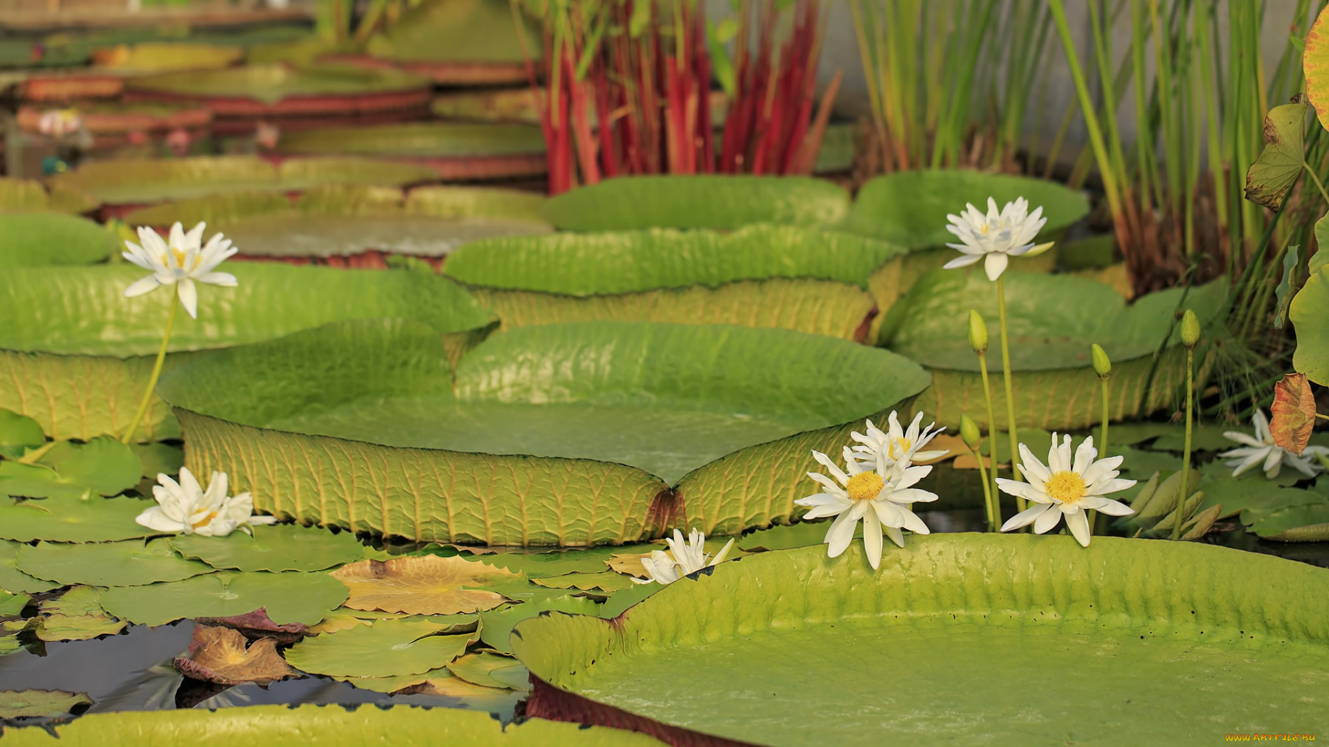 цветы, лилии, водяные, , нимфеи, , кувшинки, водяные, лилии, листья, вода