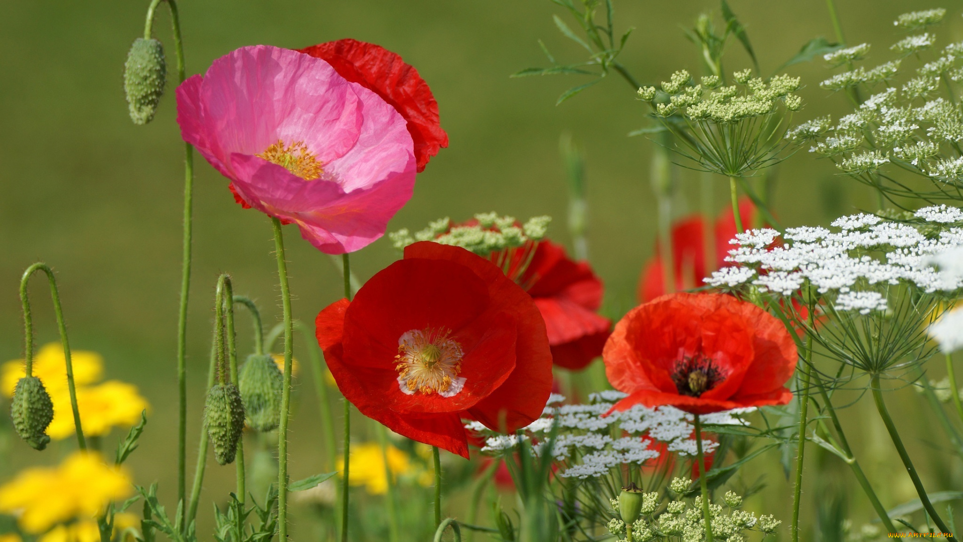 цветы, маки, лето, розовый, красный, макро, луг