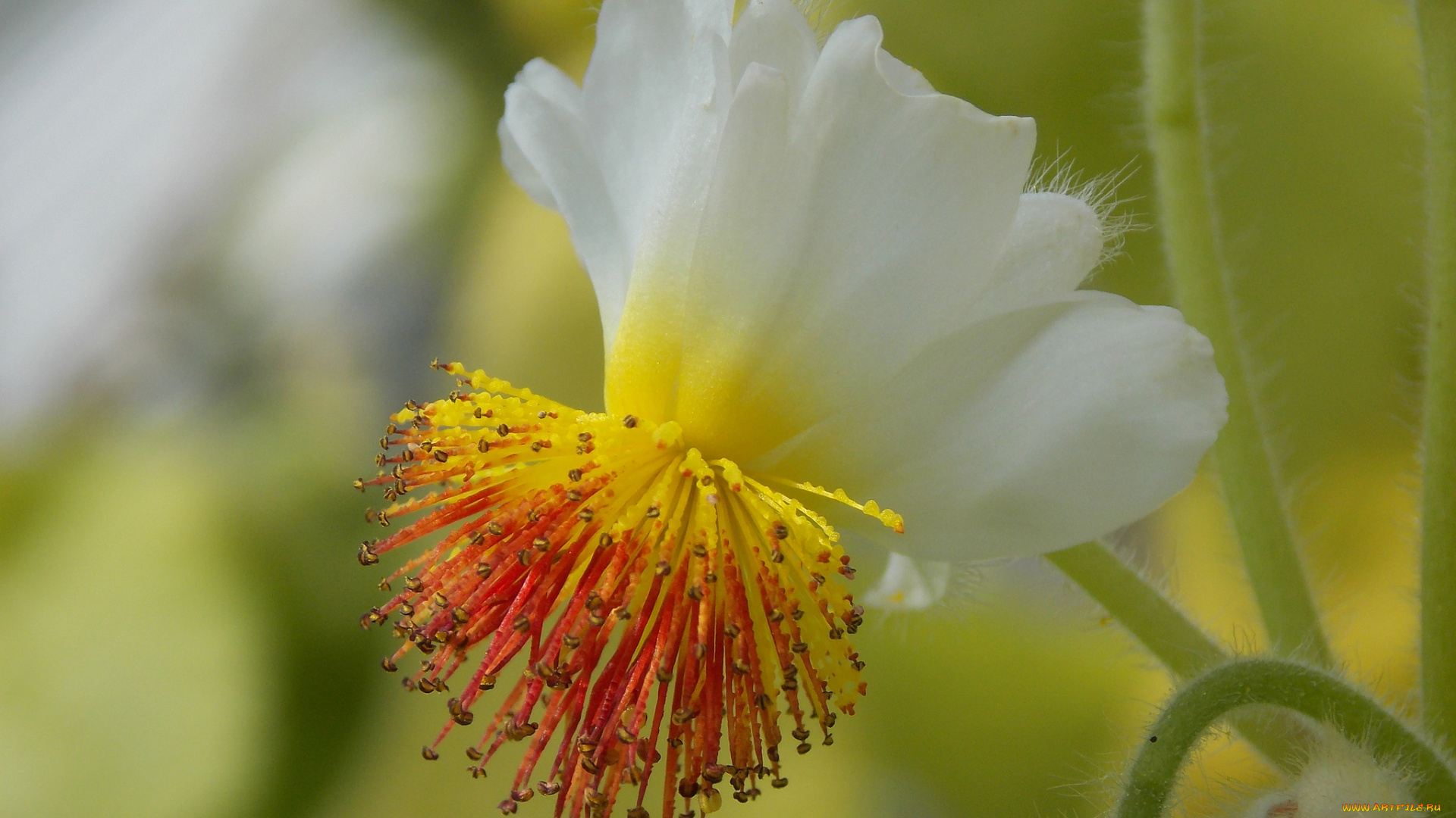 цветы, тычинки, бело-жёлтый, цветок, макро