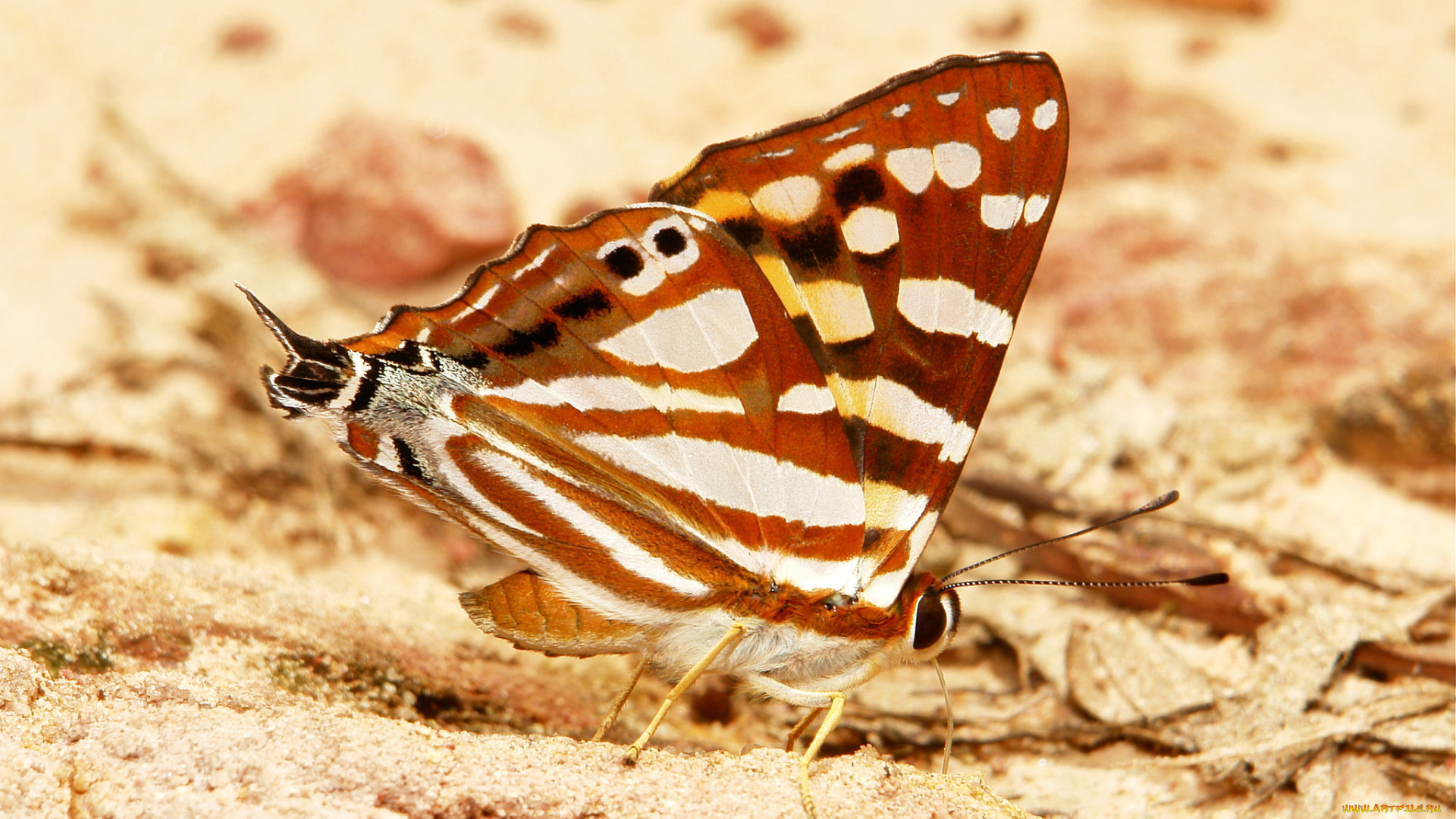 животные, бабочки, itchydogimages, усики, крылья, бабочка, макро