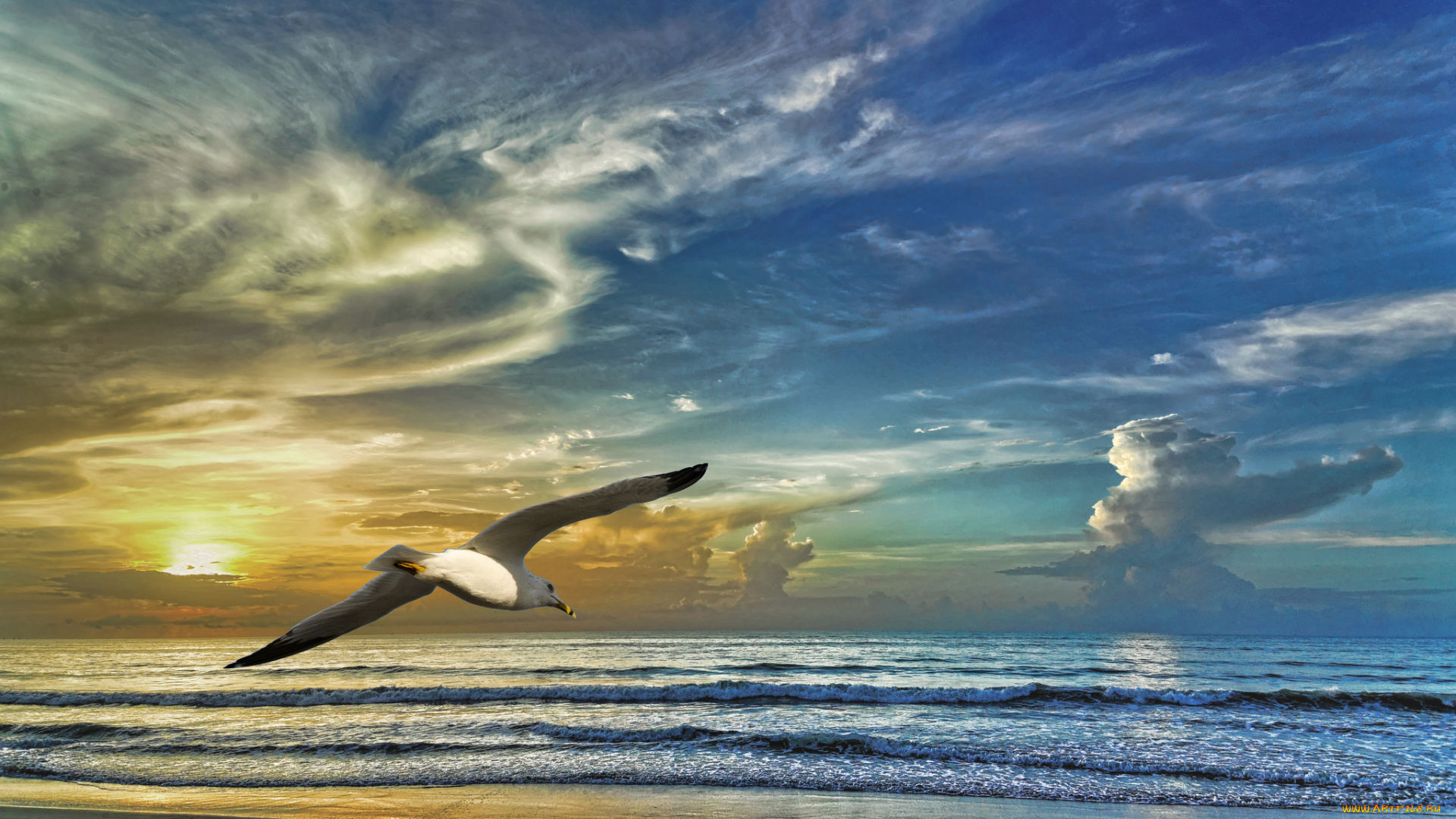 животные, Чайки, , бакланы, , крачки, небо, чайка, закат, берег, облака, море