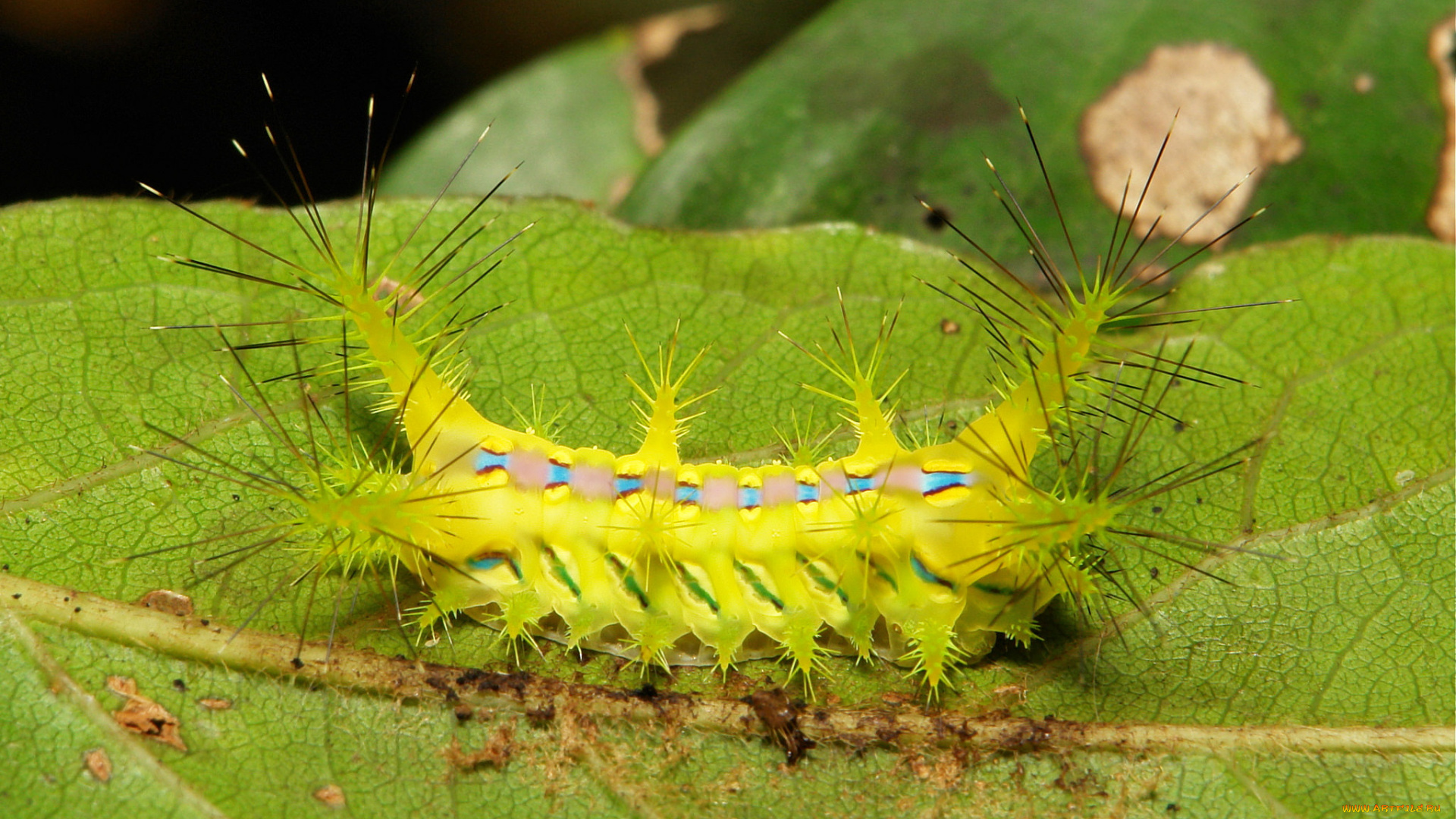 животные, гусеницы, зелёная, макро, itchydogimages, шипастая, гусеница, лист