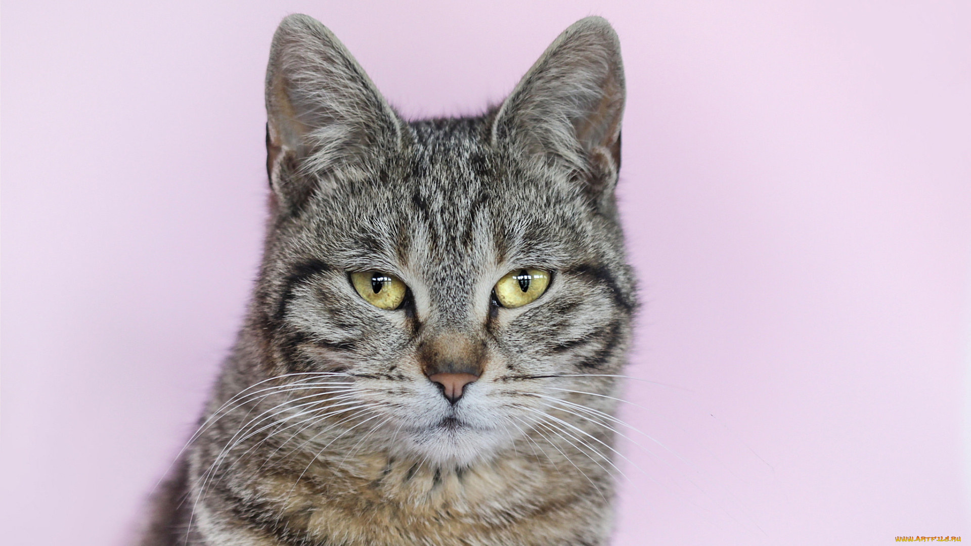 животные, коты, кот, портрет, полосатый, фон, серый