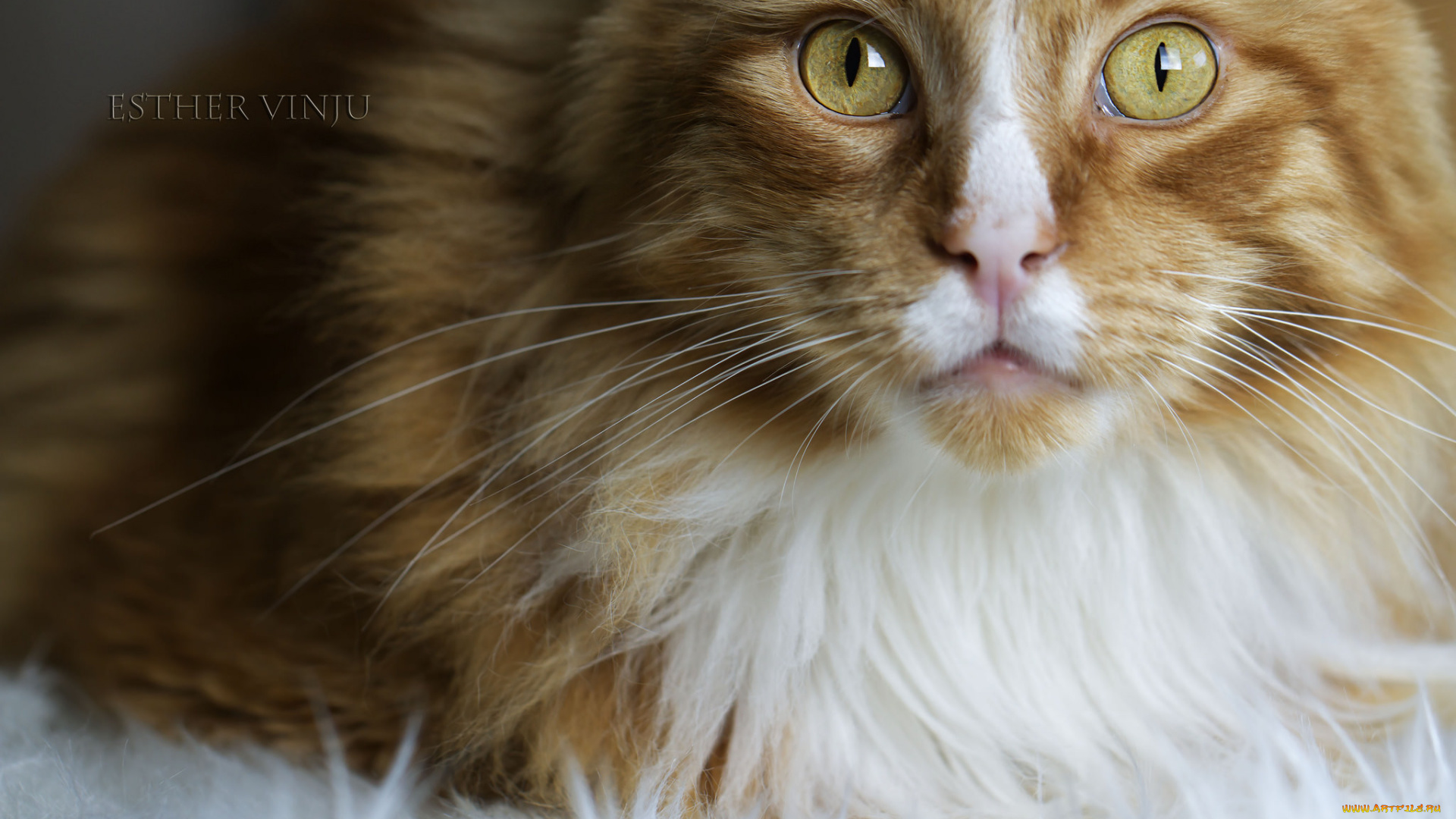 животные, коты, коте, кот, кошка, усы, ушки, киса, рыжий, взгляд