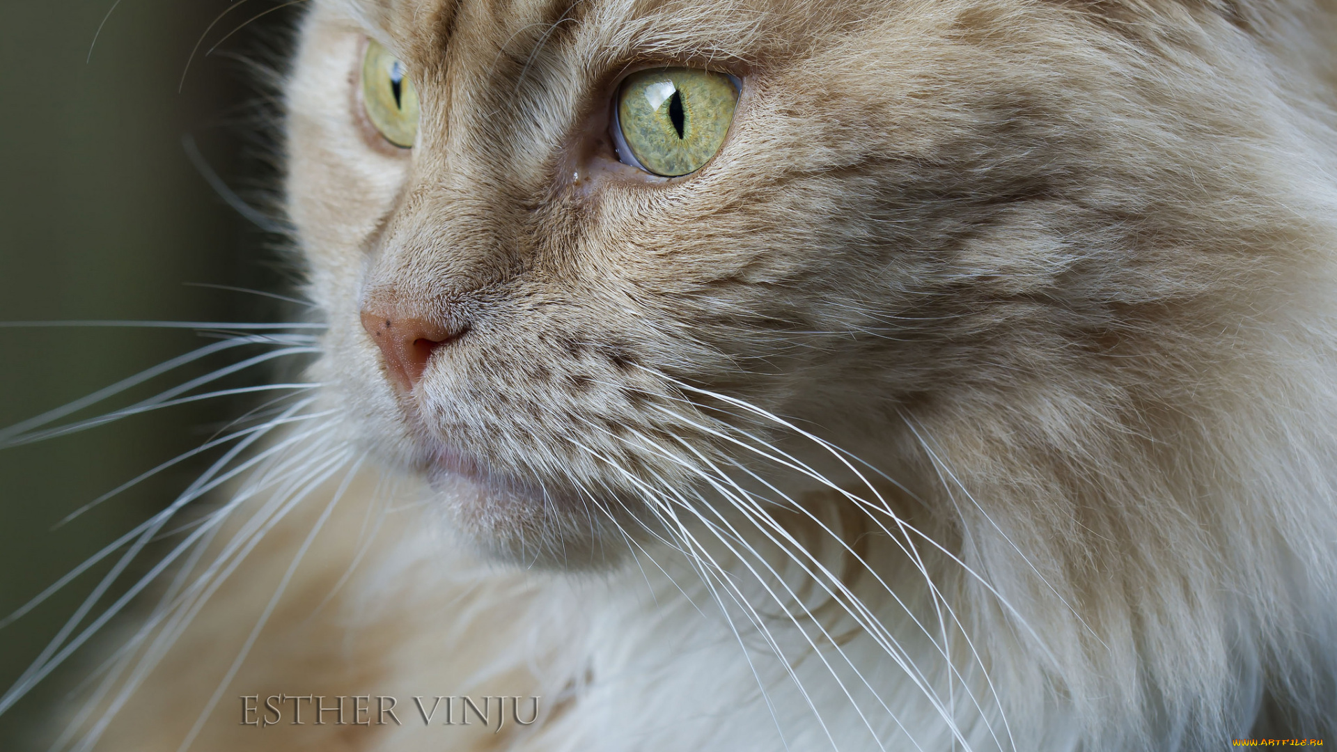 животные, коты, взгляд, усы, рыжий, коте, кот, кошка, киса, ушки