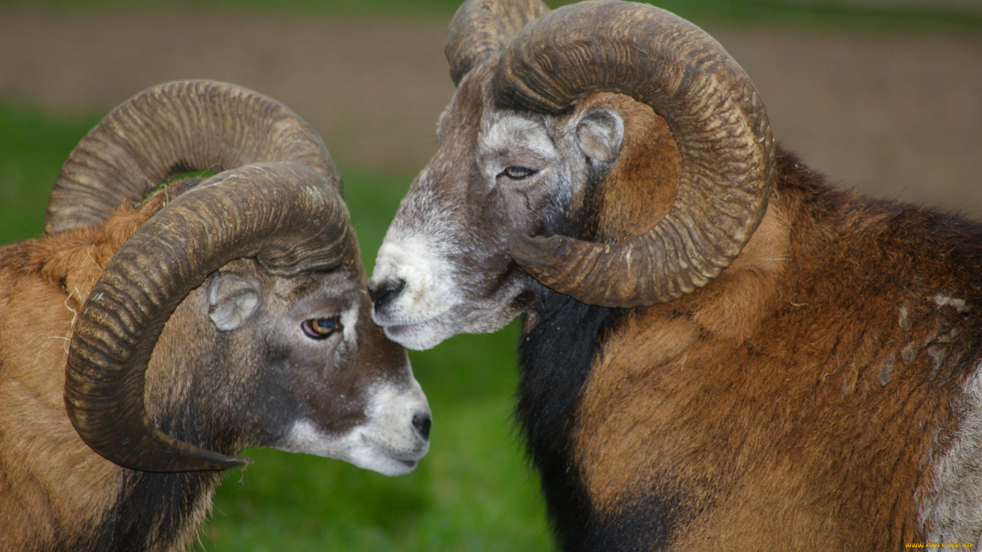 животные, козы, рога, козлы, двое