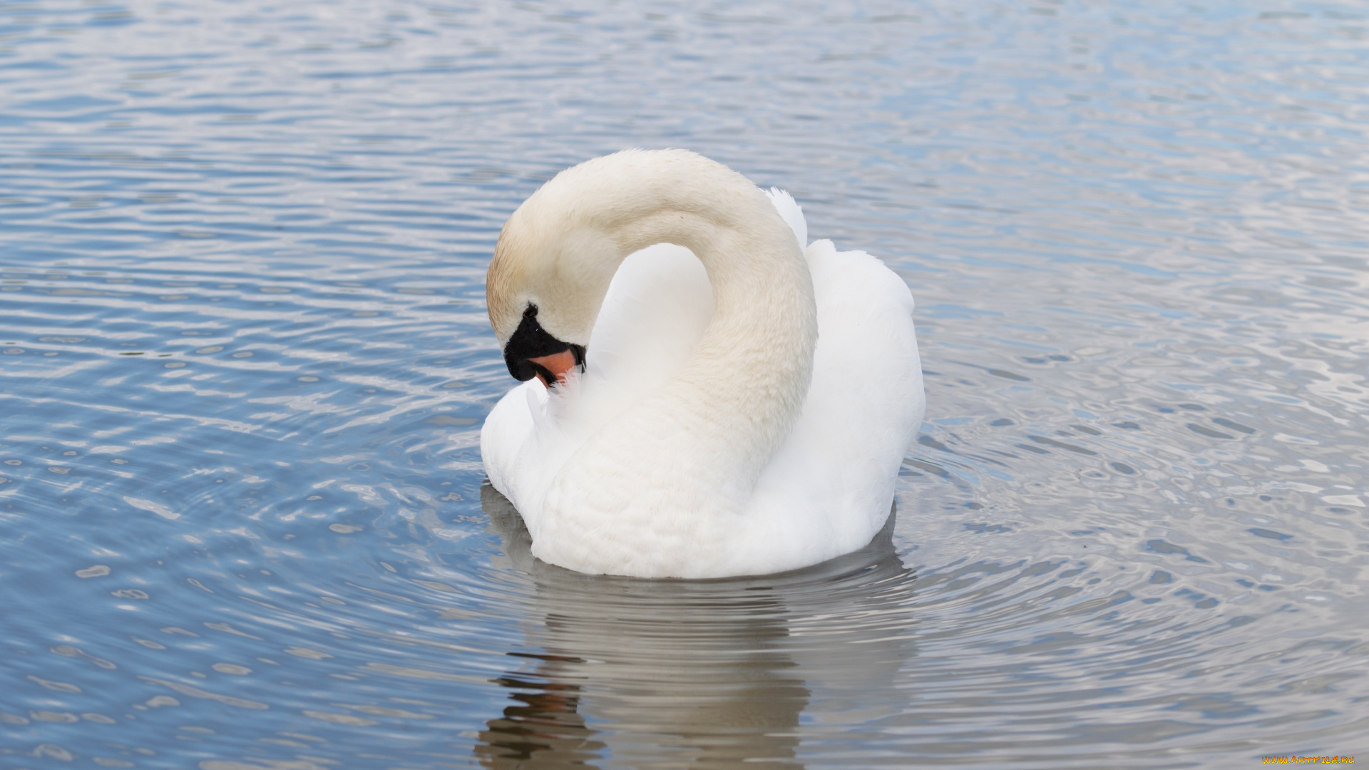 животные, лебеди, вода, рябь, оперение, белый, грация