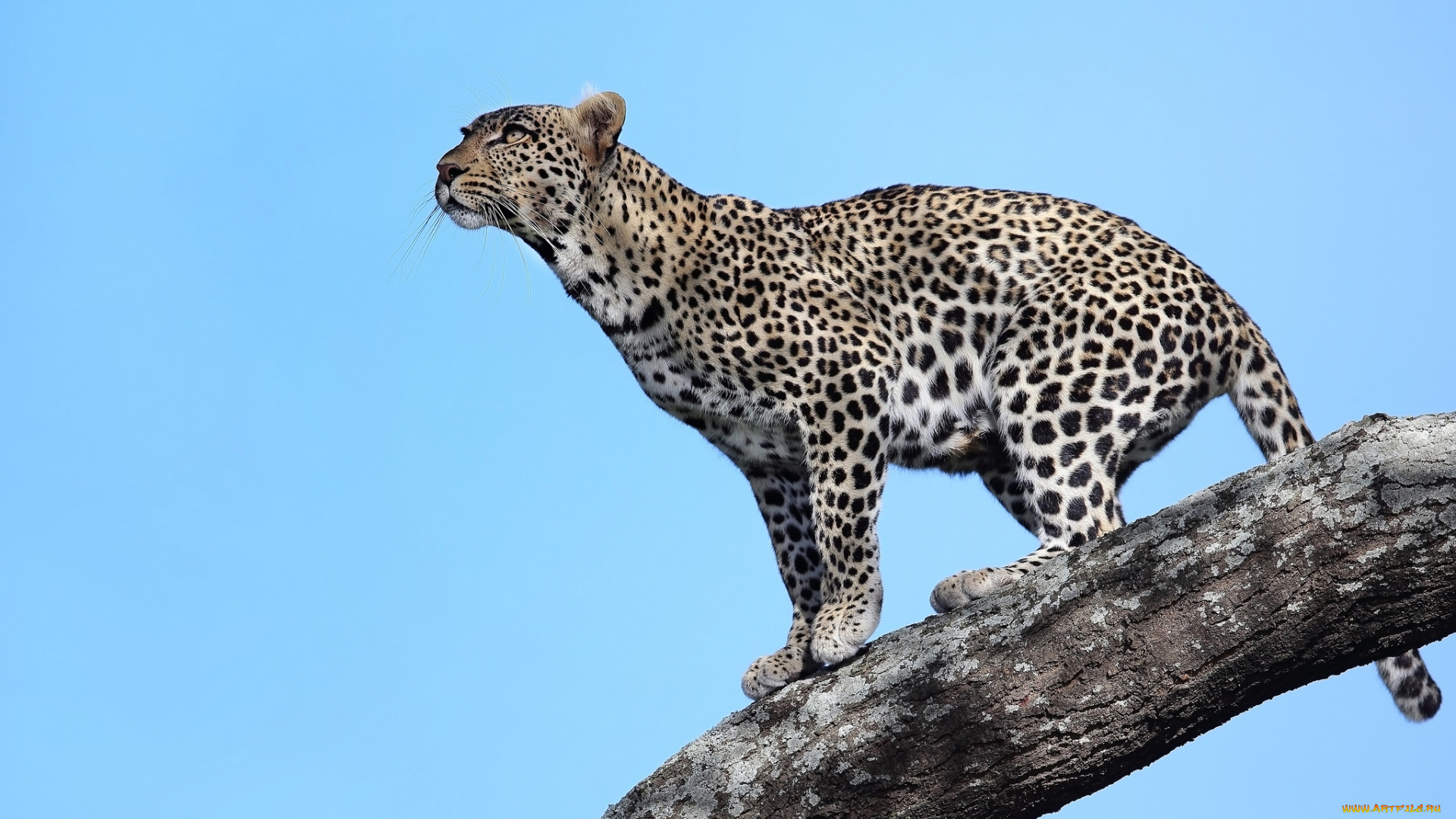 животные, леопарды, дерево, танзания, леопард, хищник, взгляд, африка