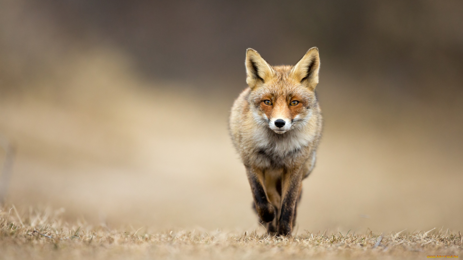 животные, лисы, взгляд, трава, лиса