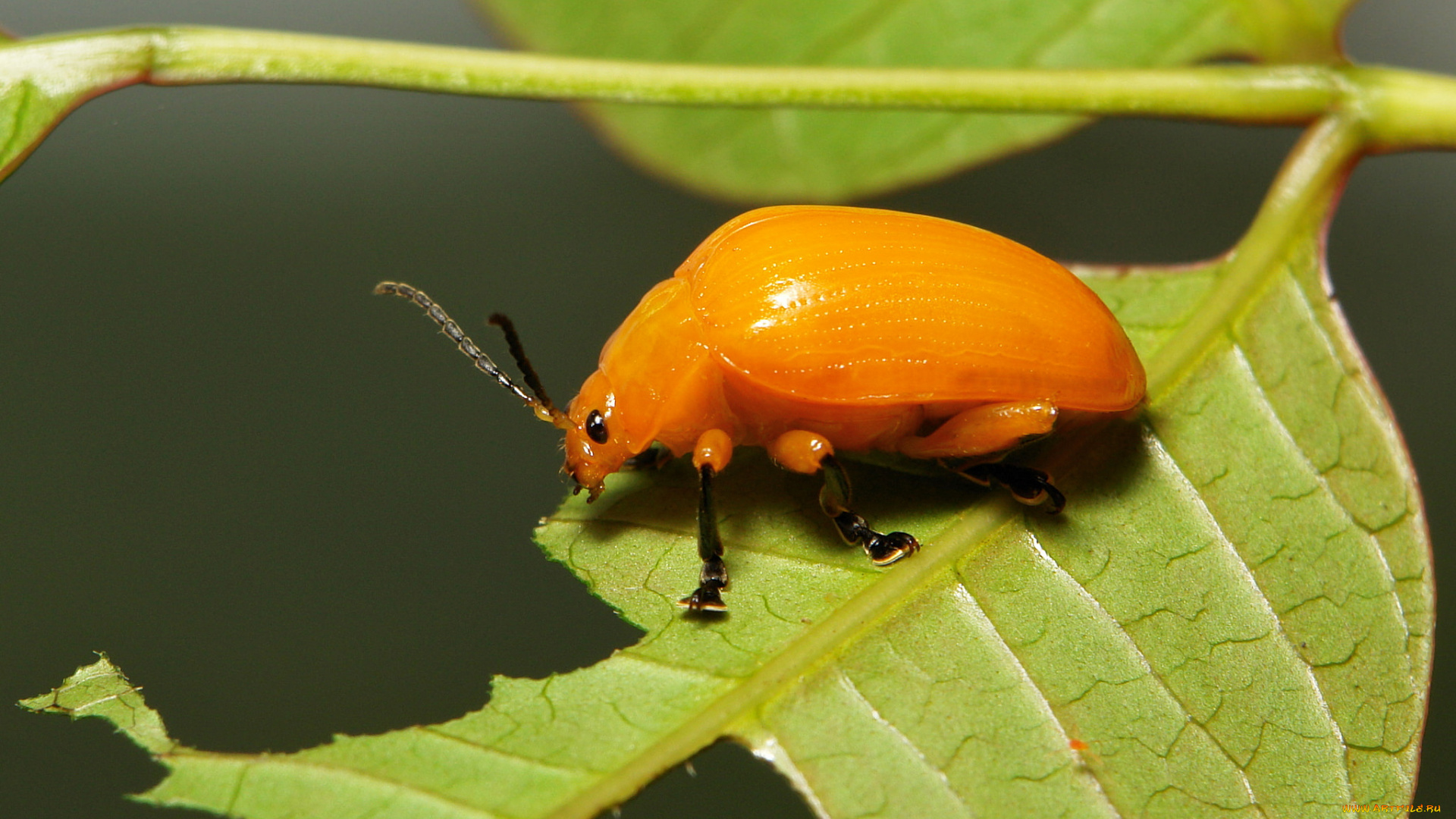 животные, насекомые, крылья, оранжевый, макро, листья, усики, жук, itchydogimages, насекомое