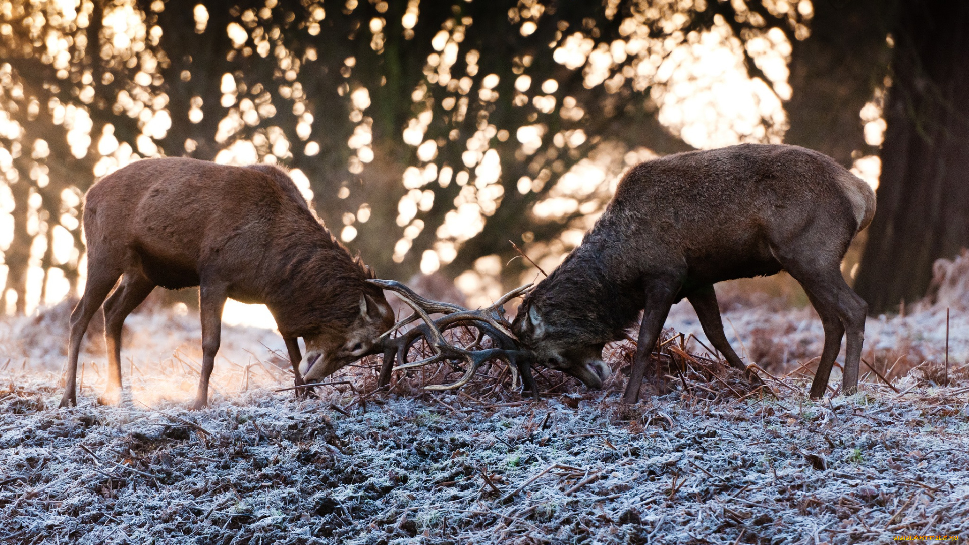 животные, олени, борьба, пара, рога, осень, поединок