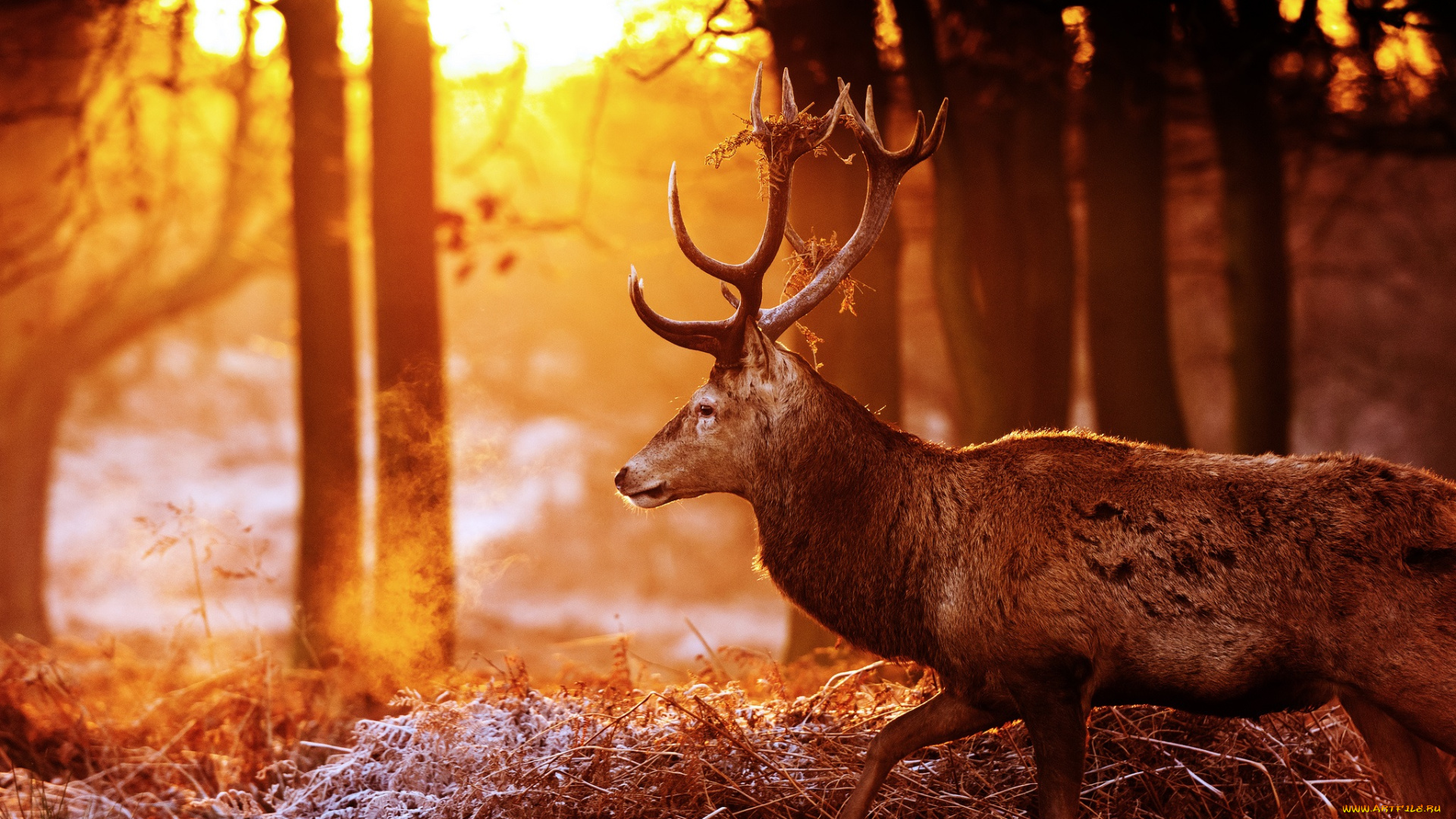 животные, олени, лес, осень, профиль, рога, красавец, солнце, свет, блики