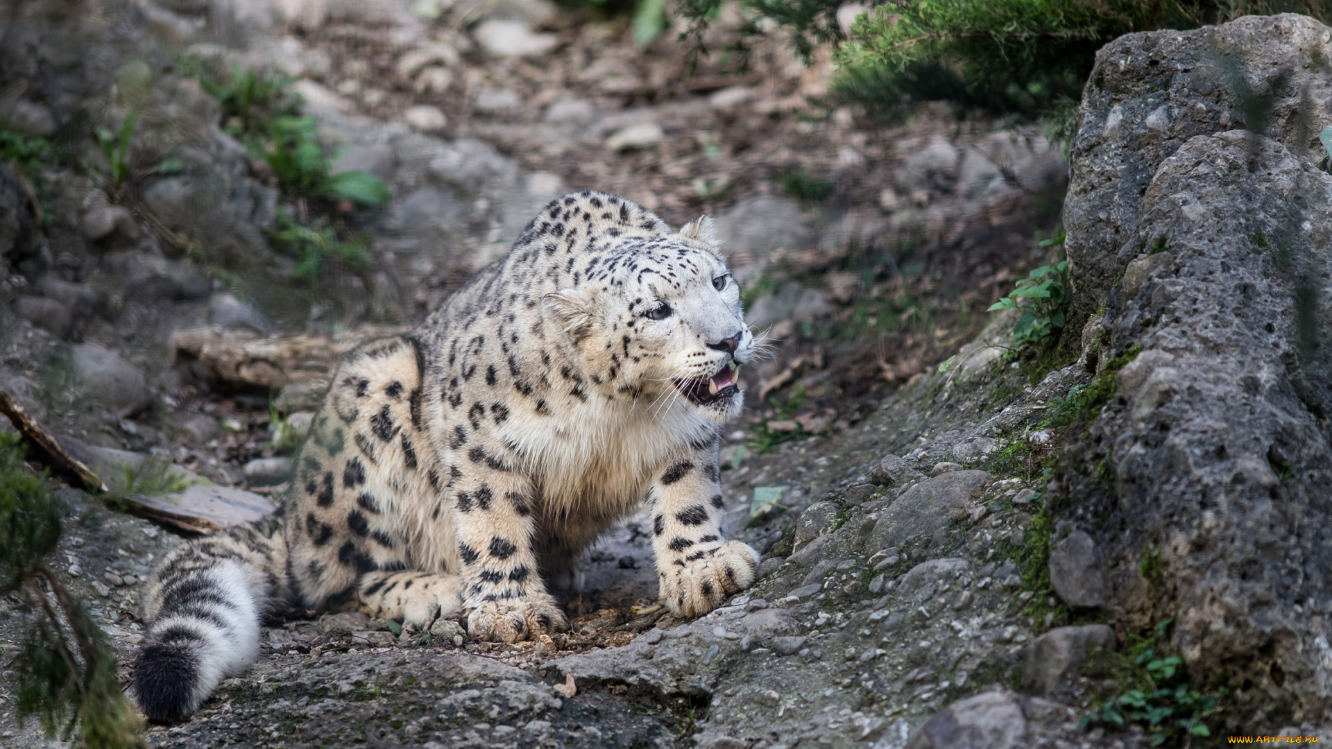 животные, снежный, барс, , ирбис, камни, пятна, клыки, мех, кошка