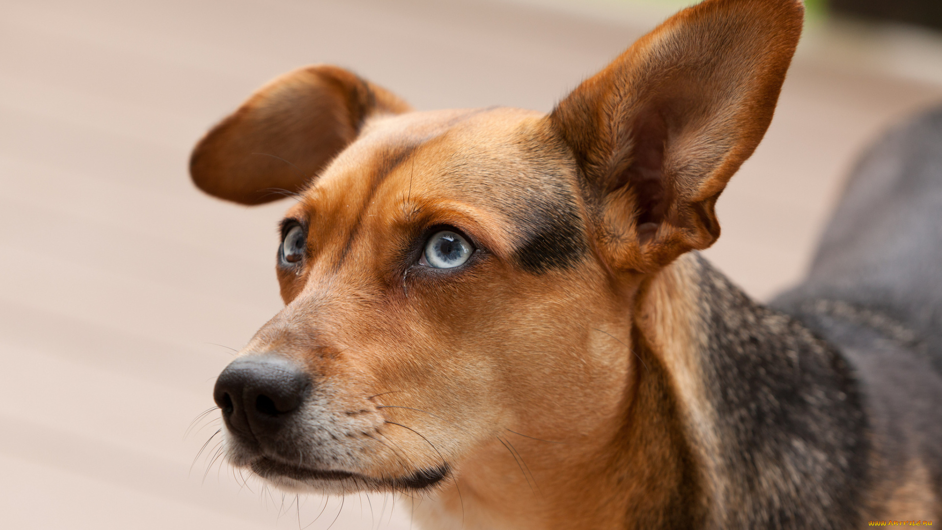 животные, собаки, портрет, коричневая, собака, взгляд