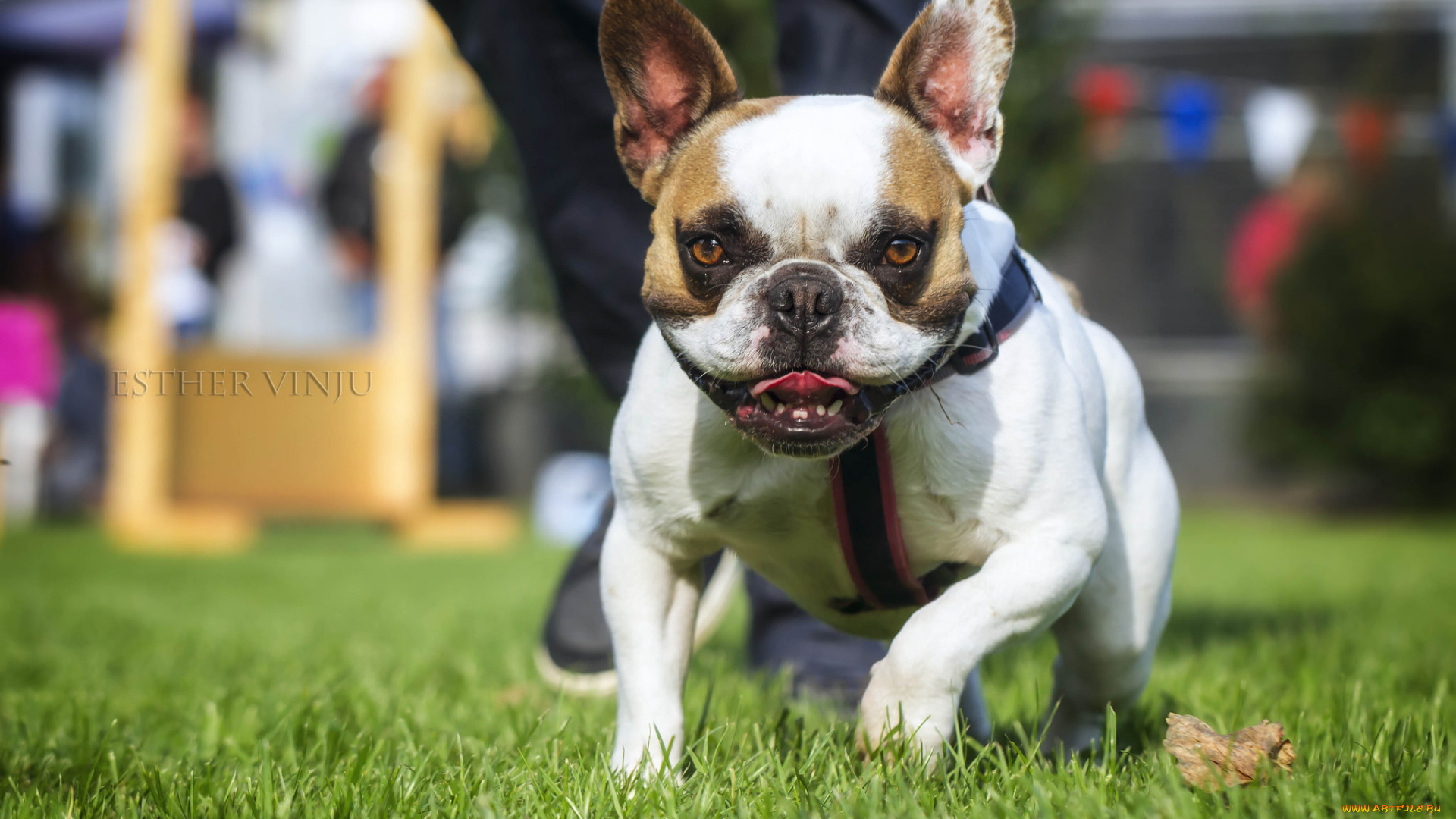 животные, собаки, радость, солнечно, бежит, трава, собака