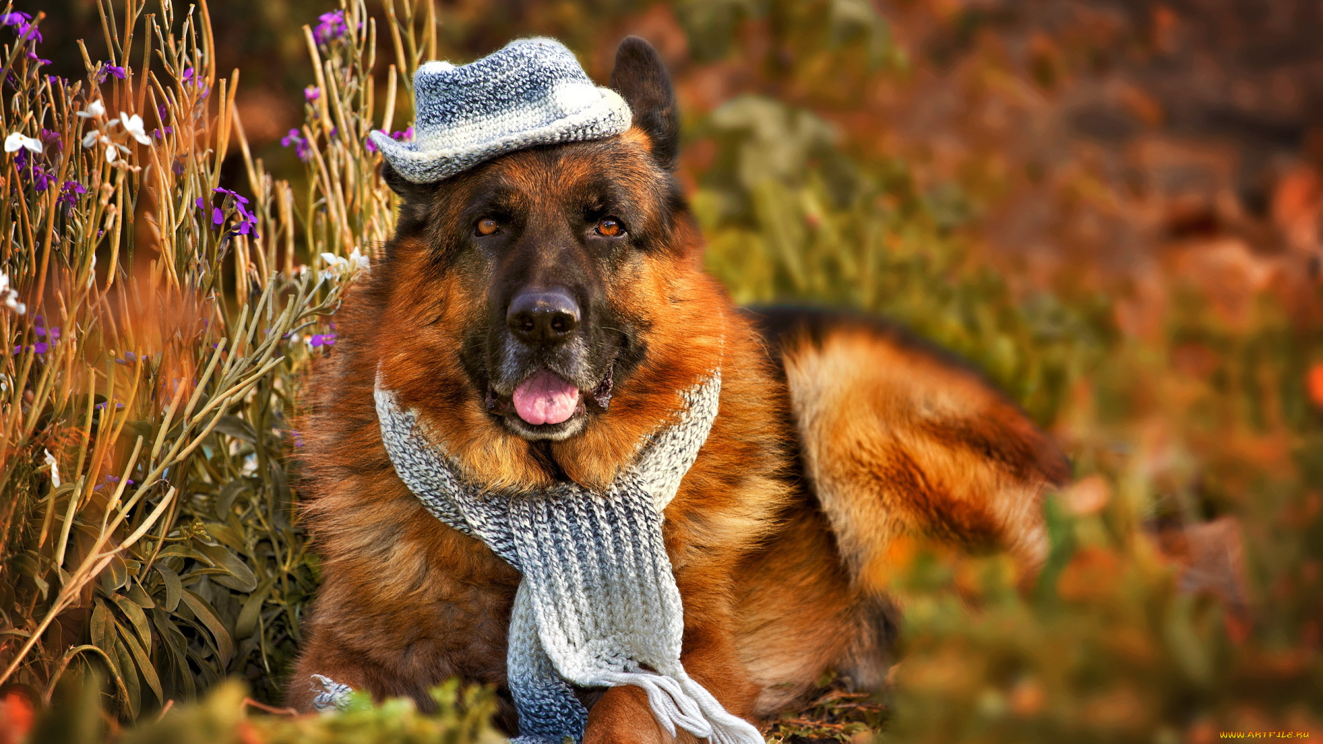 животные, собаки, растения, друг, шляпа, взгляд, шарф, трава, собака