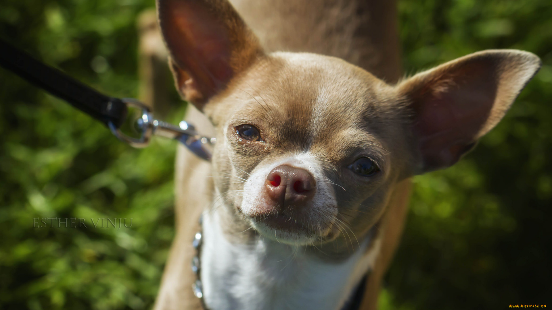 животные, собаки, собака, портрет, ушки, нос, мордочка