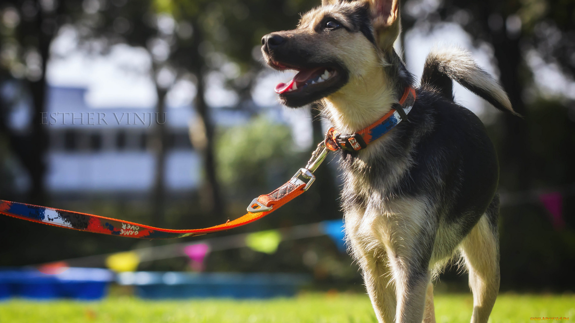 животные, собаки, солнечно, собака, трава, радость, овчарка