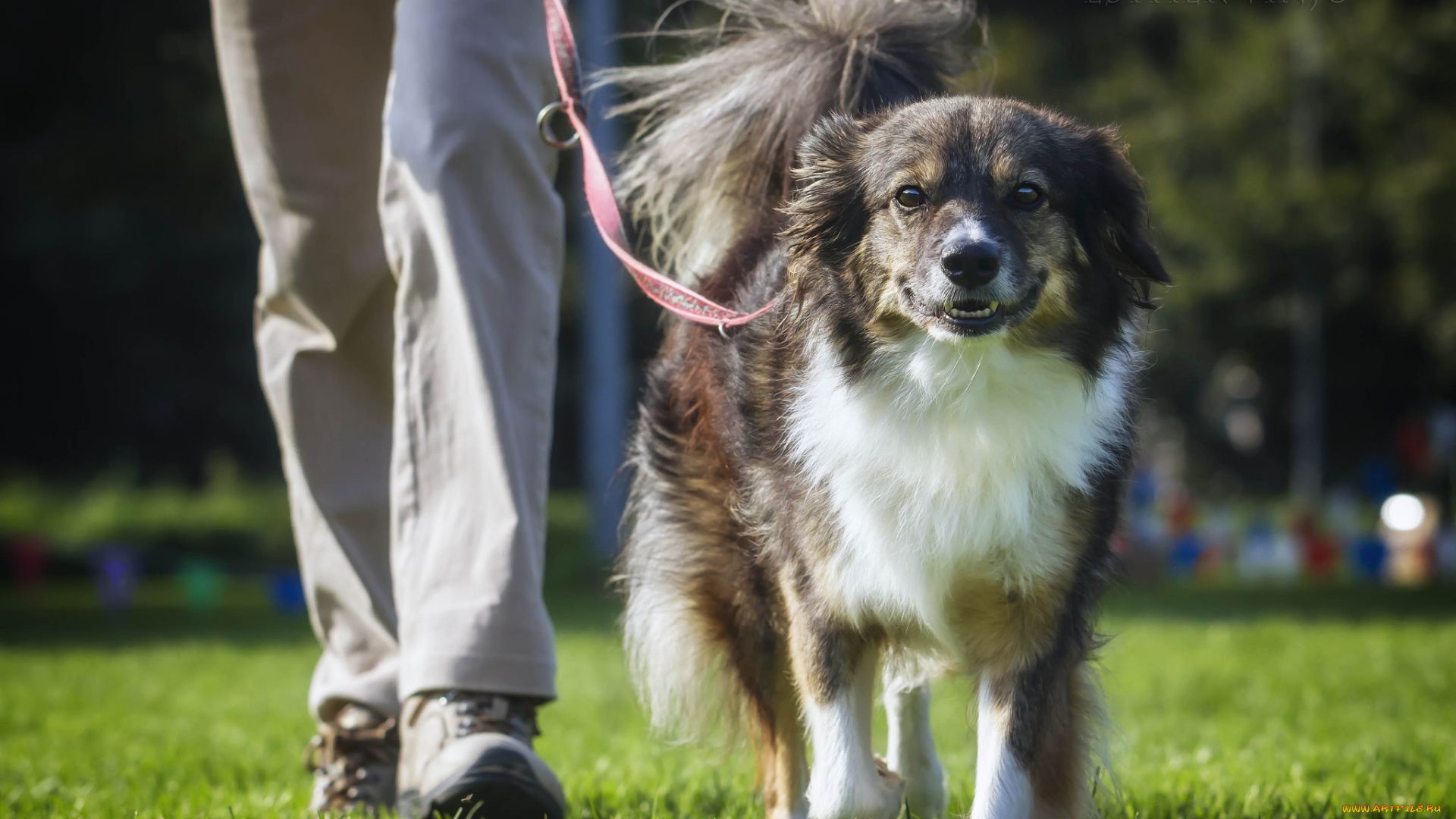 животные, собаки, трава, ноги, язык, солнечно, собака, радость