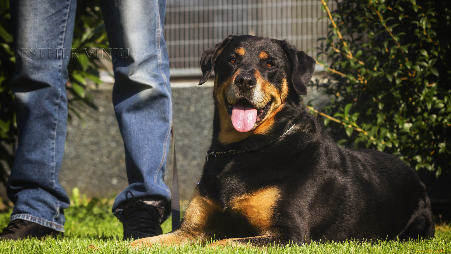 животные, собаки, язык, ноги, солнечно, радость, собака, трава