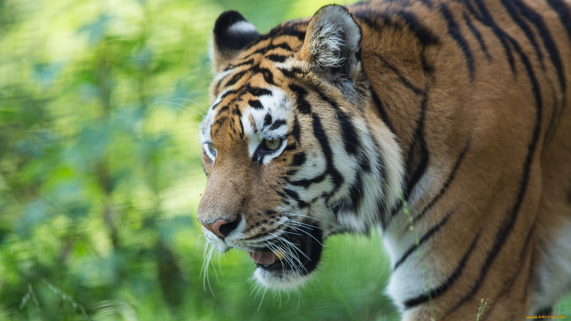 животные, тигры, хищник, морда, кошка