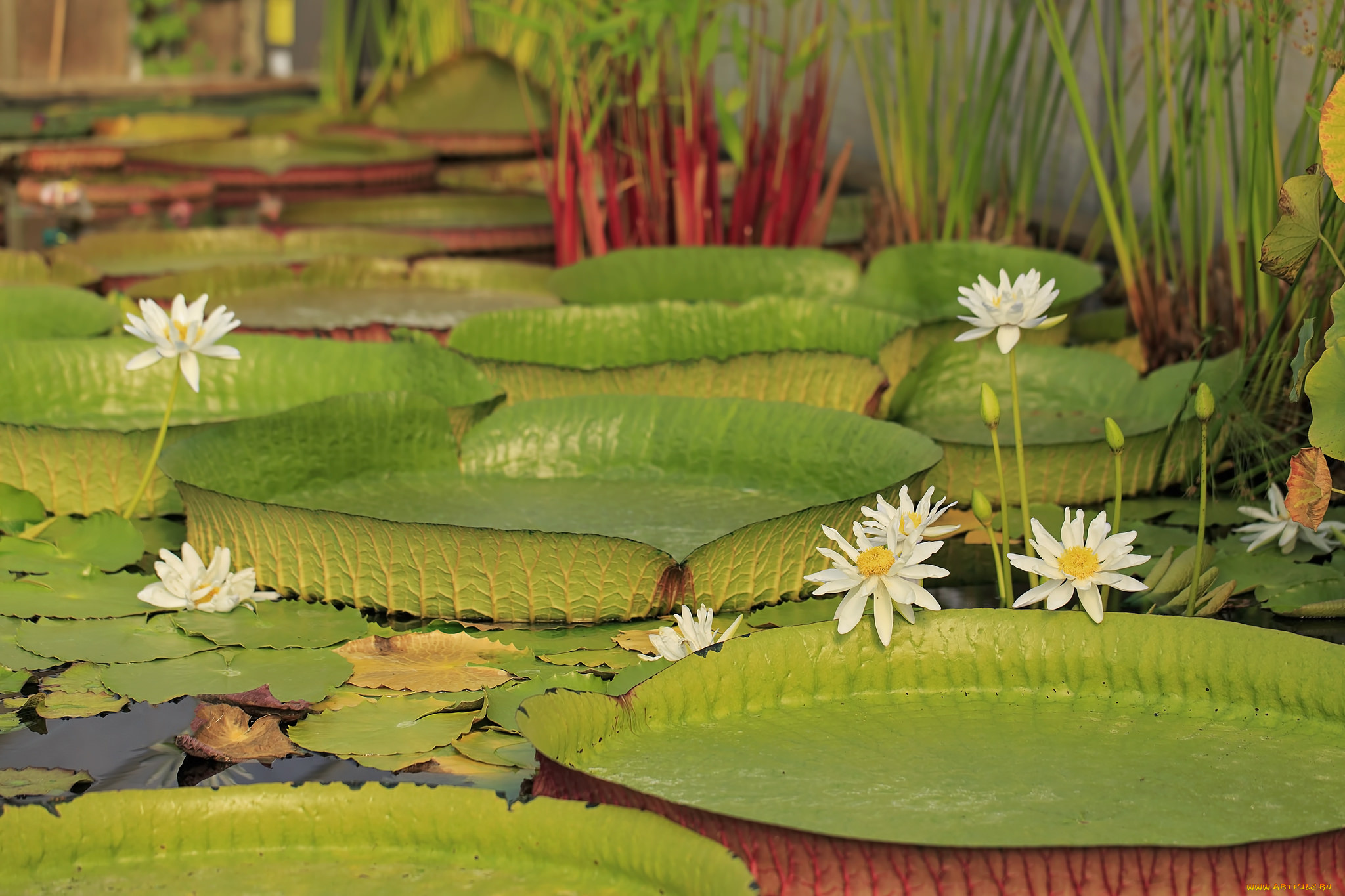 цветы, лилии, водяные, , нимфеи, , кувшинки, водяные, лилии, листья, вода